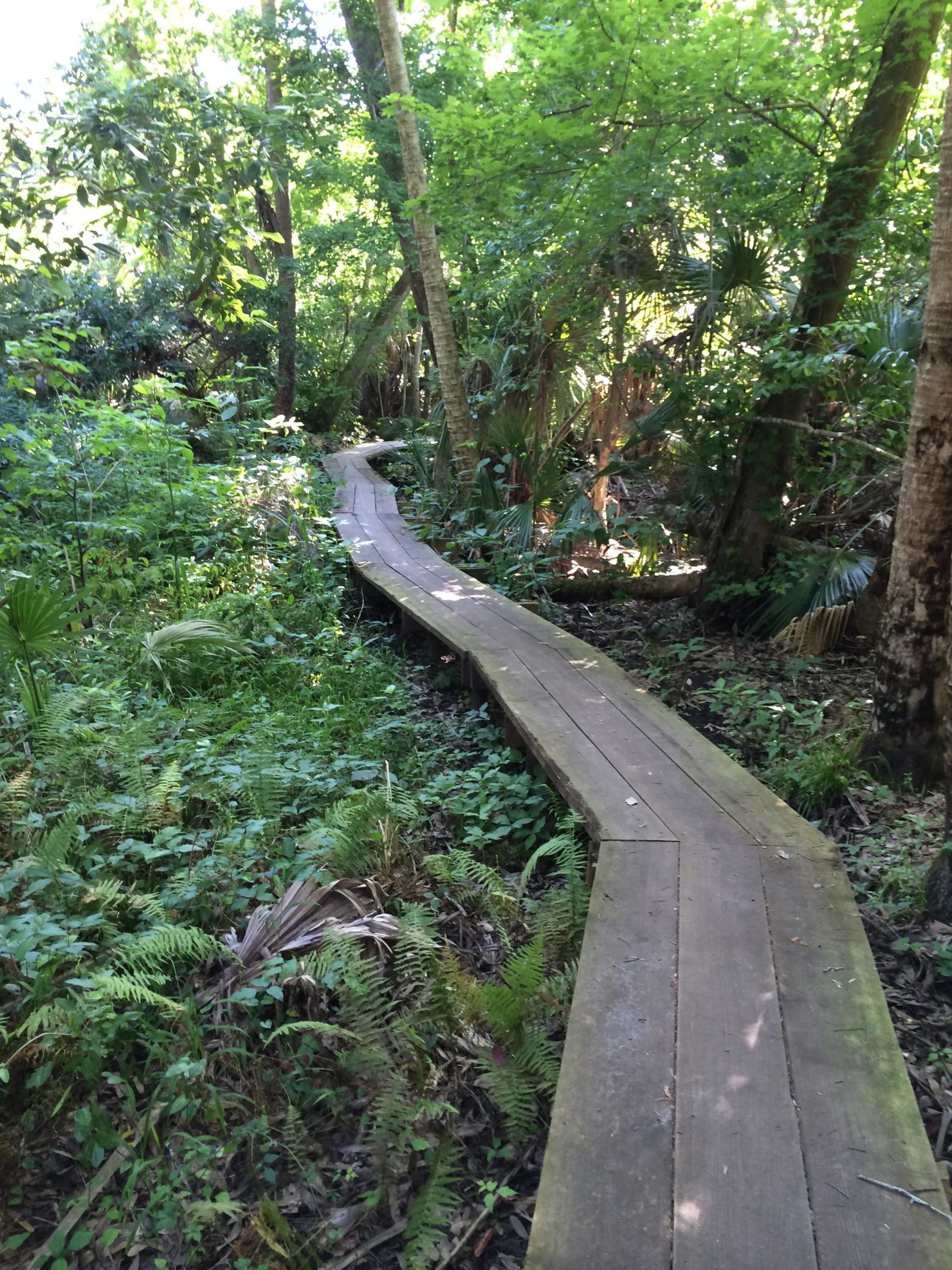 A winding wooden boardwalk meanders through a lush, green forest filled with various plants and trees. Sunlight filters through the dense canopy, illuminating the pathway and surrounding foliage. Malabar Scrub Sanctuary mountain bike trail.