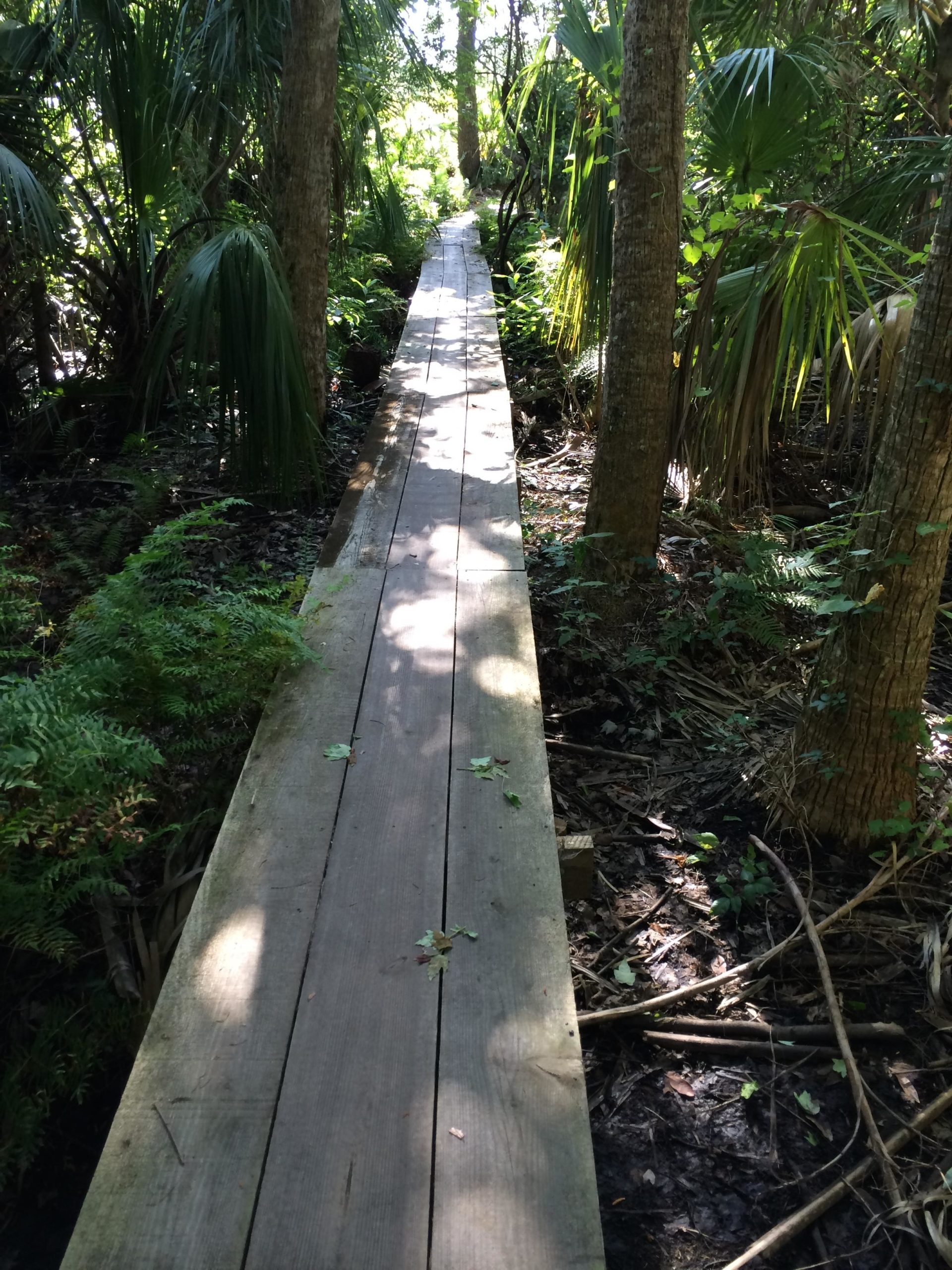 A wooden boardwalk meanders through a lush, green forest, surrounded by tall trees and dense vegetation. Sunlight filters through the leaves, casting dappled shadows on the pathway, which is lined with ferns and other plants. The scene evokes a sense of tranquility and connection with nature. Malabar Scrub Sanctuary mountain bike trail.