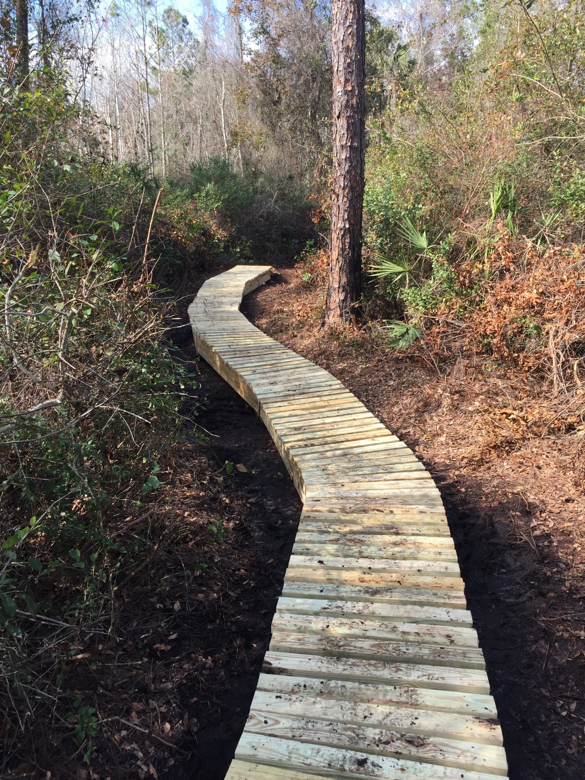 A winding wooden boardwalk traversing through a wooded area, surrounded by greenery and bare trees. The path is set against a backdrop of earth and sparse vegetation, suggesting a natural trail in a tranquil environment. Nocatee mountain bike trail.