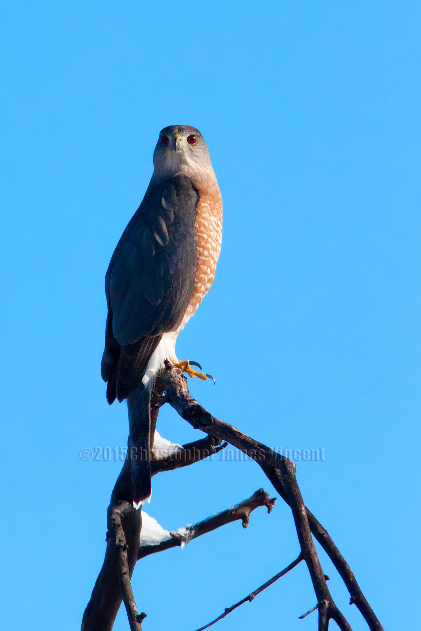A hawk perched on a bare branch against a bright blue sky, showcasing its sharp eyes and distinctive plumage with a dark head and reddish-brown chest. The scene captures the bird in a moment of stillness, highlighting its natural habitat. 50-year Trail / Golder Ranch mountain bike trail.