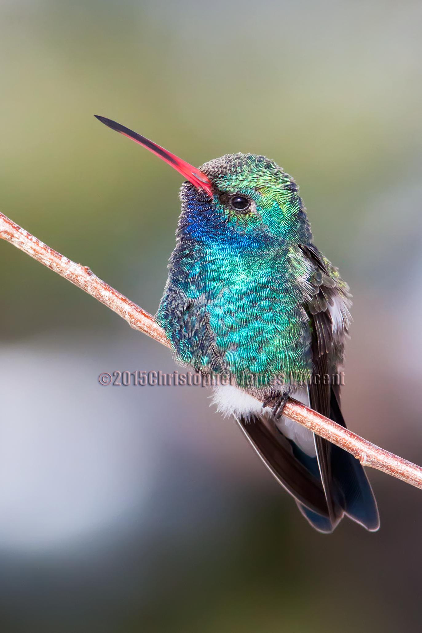 A vibrant hummingbird perched on a thin branch, showcasing iridescent green and blue feathers. The bird has a bright red bill and a soft white belly, with a blurred natural background enhancing its colorful plumage. 50-year Trail / Golder Ranch mountain bike trail.