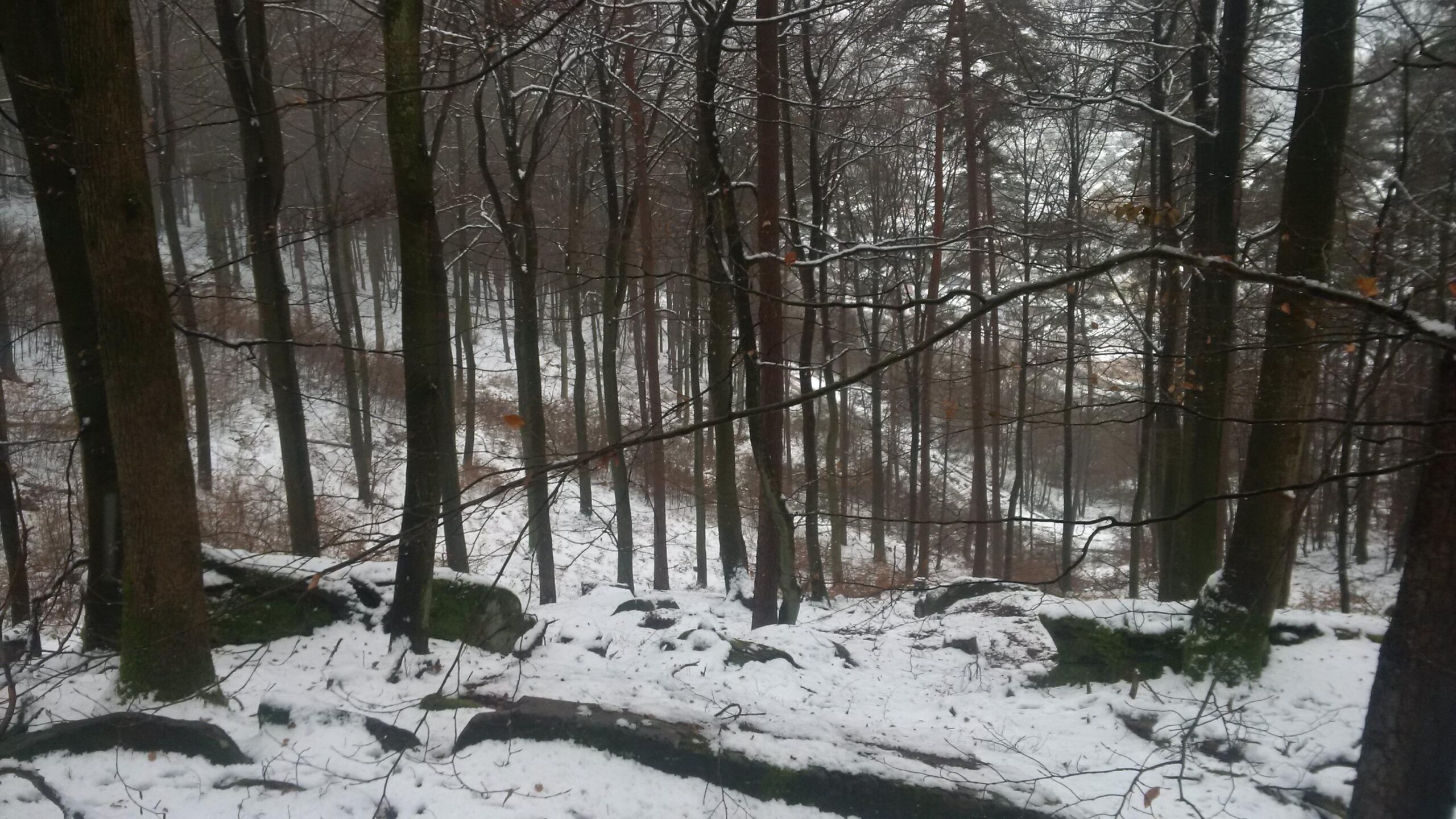 A serene winter forest scene featuring tall trees with bare branches dusted with snow. The ground is covered in a blanket of white snow, with scattered rocks and patches of grass peeking through. The atmosphere is misty, creating a tranquil and quiet setting. Waldfischbach-burgalben mountain bike trail.