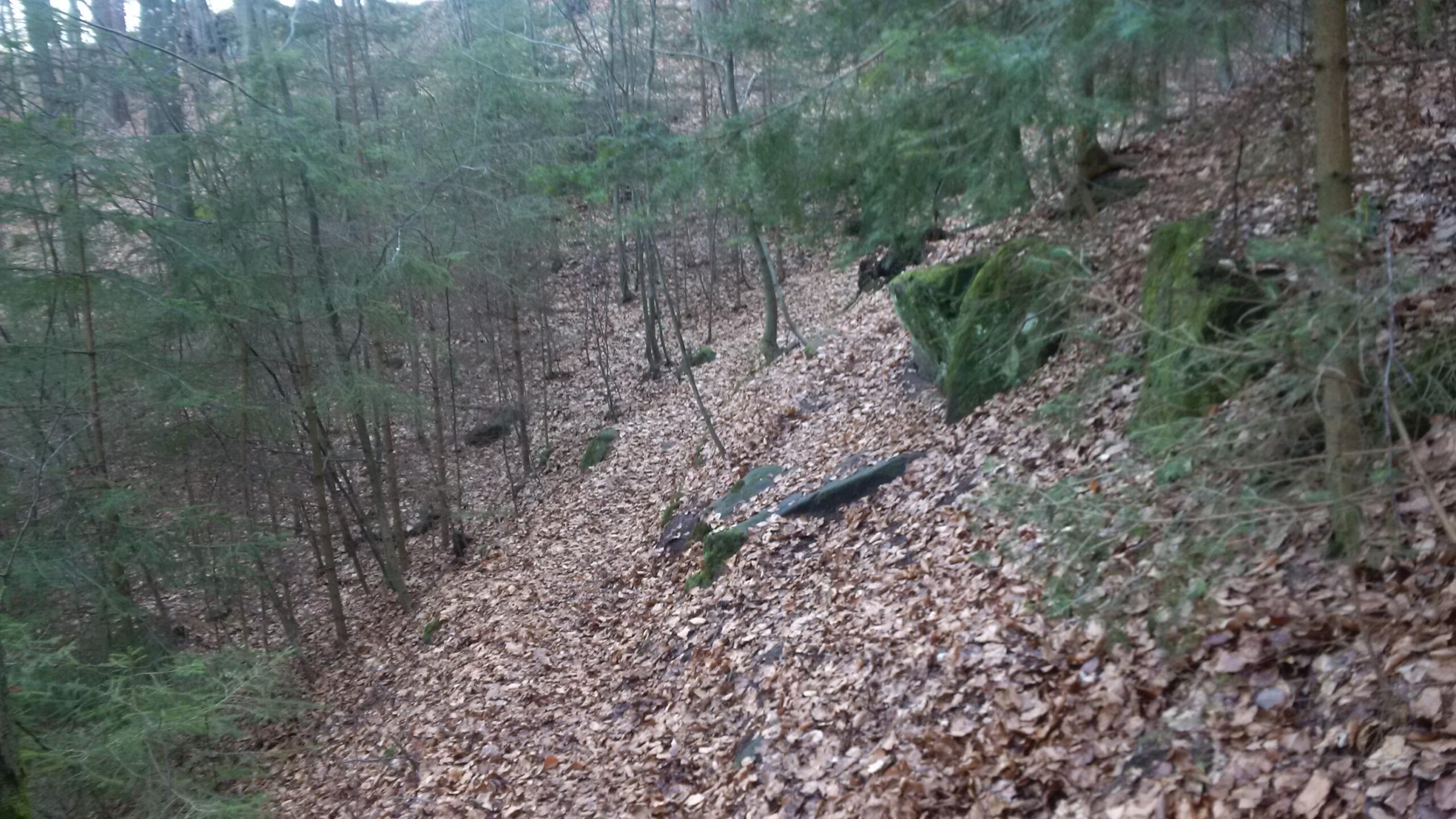 A forested scene featuring a slope covered with fallen leaves, scattered rocks, and trees in the background, creating a natural and tranquil woodland environment. Landstuhl Trail mountain bike trail.