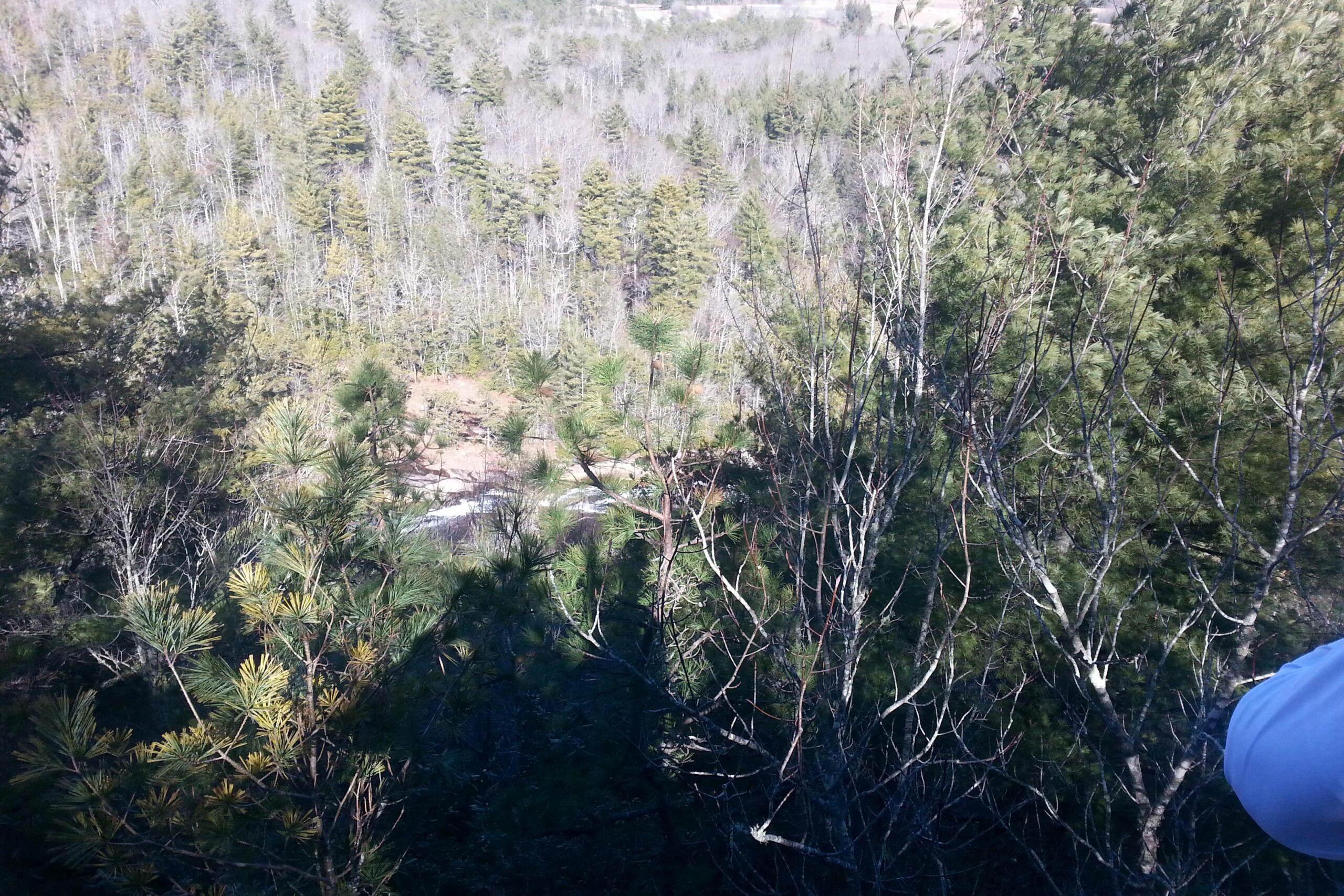 A scenic view of a lush forest with a mix of evergreen and deciduous trees, overlooking a flowing river at the bottom. The sunlight filters through the trees, casting shadows on the ground. The landscape suggests a peaceful, natural setting. DuPont State Recreational Forest mountain bike trail.