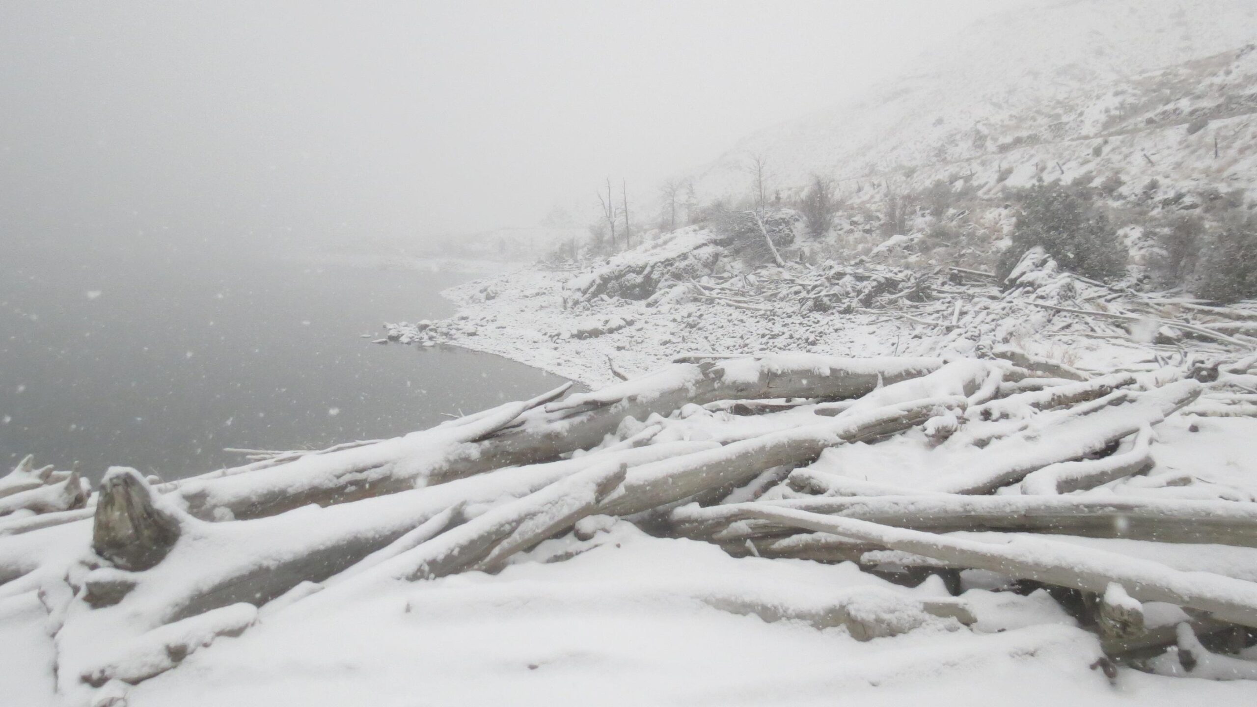 A snowy landscape featuring a shoreline with fallen logs covered in snow. The background shows a foggy shoreline with snowflakes falling, creating a serene and wintry atmosphere. Fire Road down to Kamloops Lake mountain bike trail.