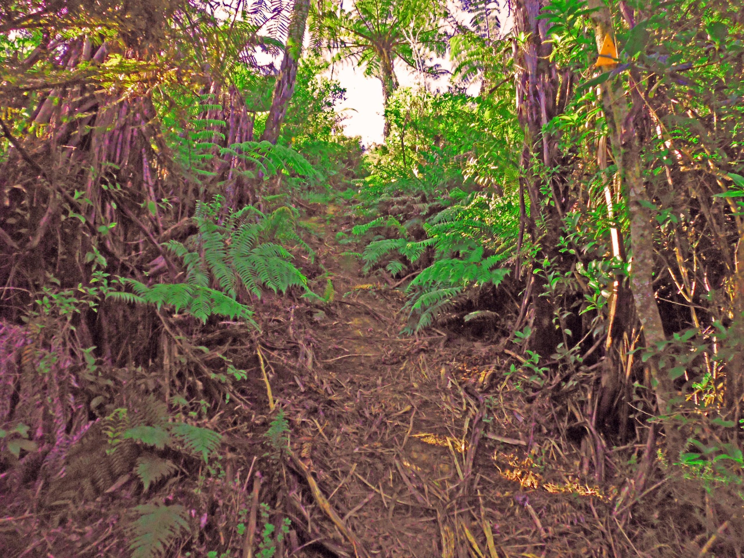 A narrow dirt path winding through lush greenery, surrounded by tall trees and ferns. The sunlight filters through the foliage, creating a vibrant atmosphere filled with various shades of green. Hunua Ranges mountain bike trail.