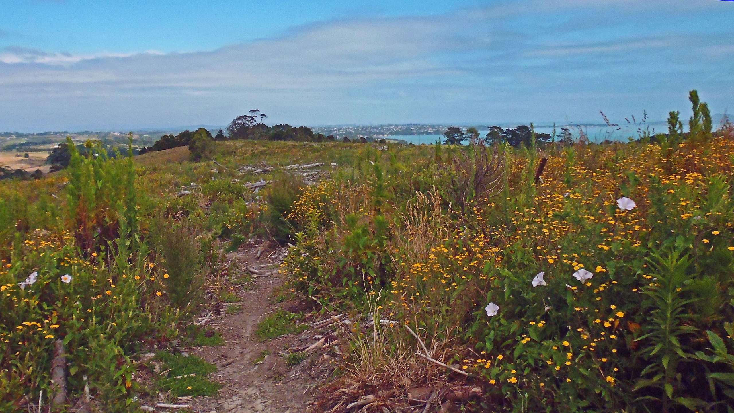 A scenic landscape featuring a winding dirt path bordered by vibrant wildflowers in shades of yellow and white. The view extends to rolling hills and a distant body of water under a partly cloudy sky, creating a serene nature scene. Whitford Forest mountain bike trail.