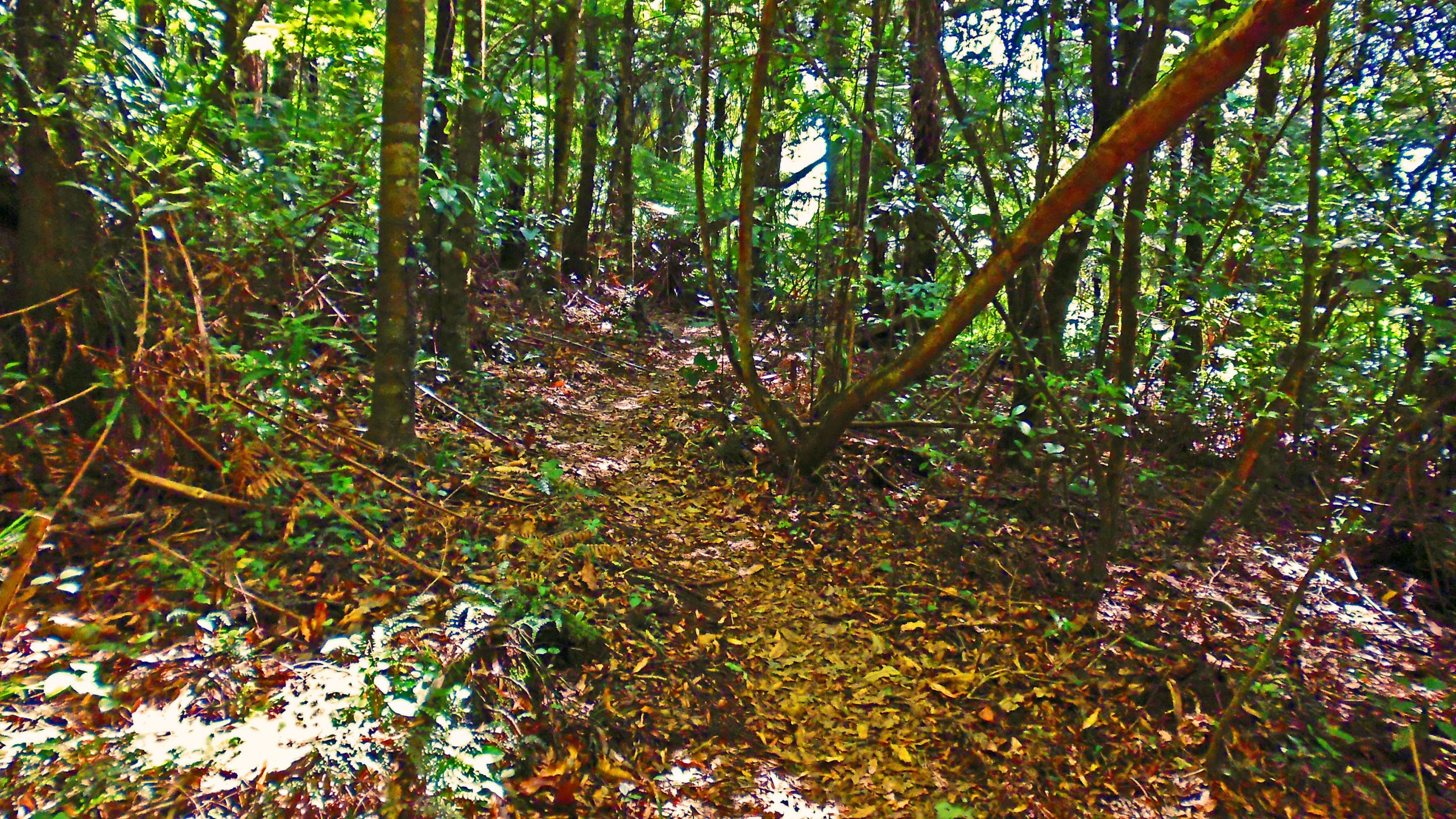 A narrow, winding dirt path through a lush, green forest, surrounded by various trees and dense underbrush. Sunlight filters through the leaves, casting dappled light on the forest floor, which is covered in dry leaves and ferns. Te Miro Mountain Bike Park mountain bike trail.