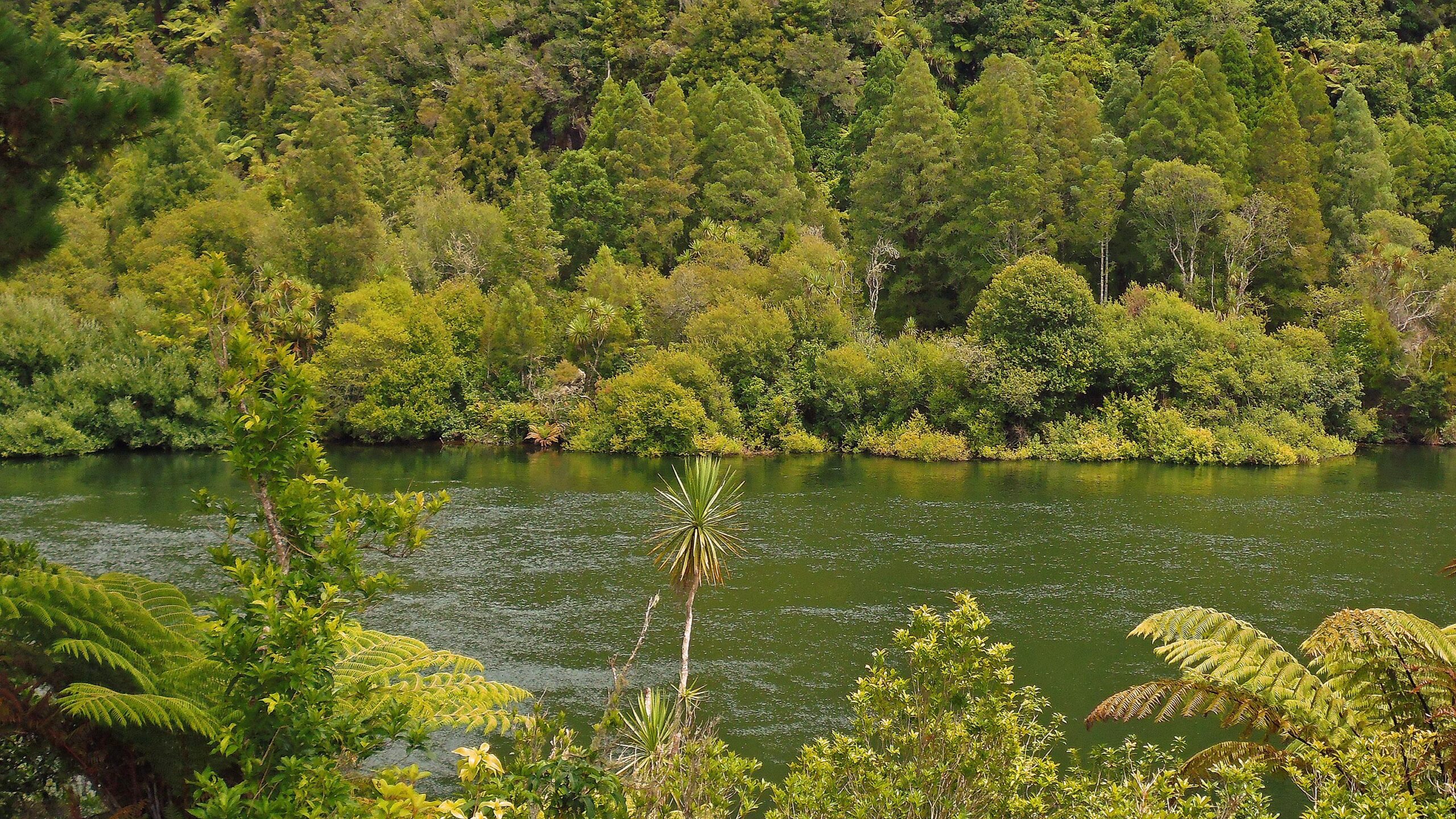 A serene landscape featuring a lush green riverbank surrounded by dense foliage, including a variety of trees and shrubs. The calm, dark green water of the river reflects the vibrant greenery, while a tall palm-like plant stands out in the foreground. The scene captures the tranquility of nature in a richly vegetated area. Waikato River Trails: 2 Arapuni mountain bike trail.