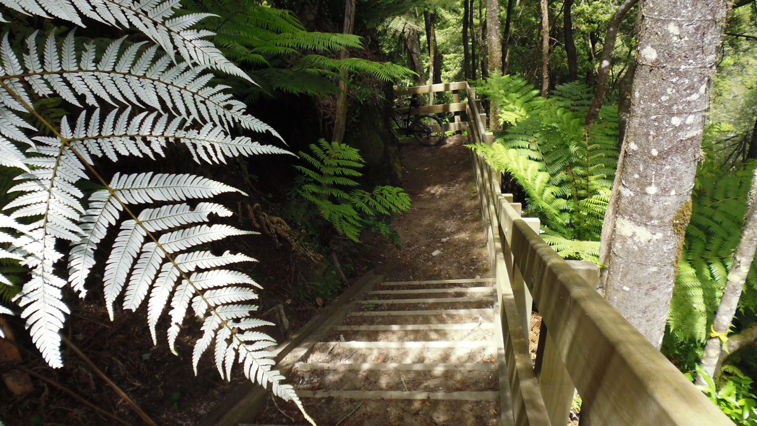 A wooden staircase leads down through a lush green forest, surrounded by ferns and trees. Sunlight filters through the foliage, casting shadows on the steps. Waikato River Trails: 2 Arapuni mountain bike trail.