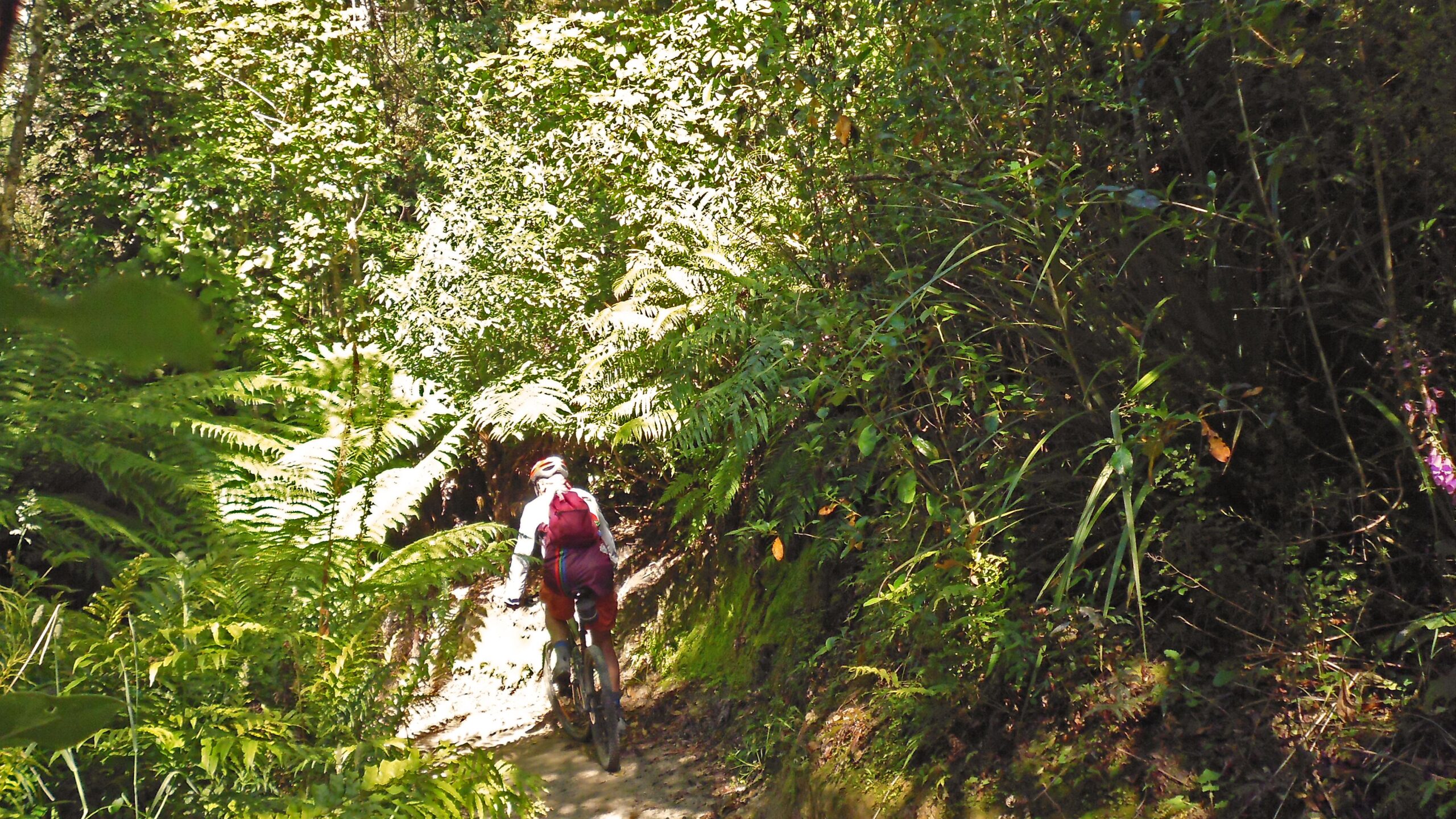 A person riding a mountain bike on a narrow dirt trail surrounded by vibrant greenery and ferns in a sunlit forest. Great Lake Trails mountain bike trail.