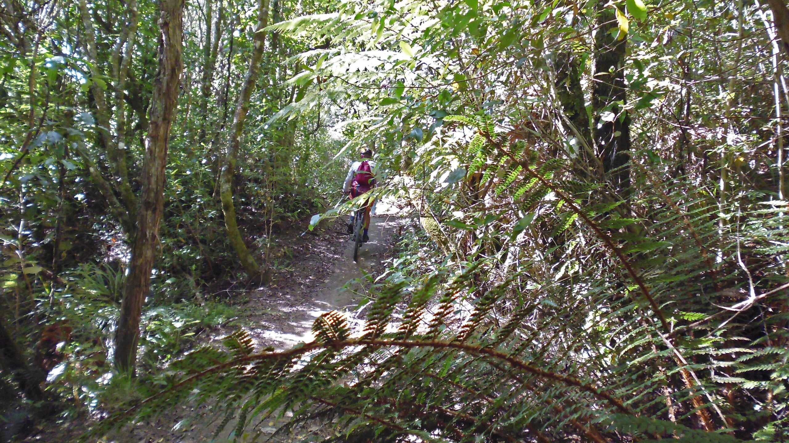 A person riding a mountain bike on a narrow dirt trail surrounded by lush green foliage and ferns in a dense forest. The sunlight filters through the trees, creating a bright and natural atmosphere. Great Lake Trails mountain bike trail.