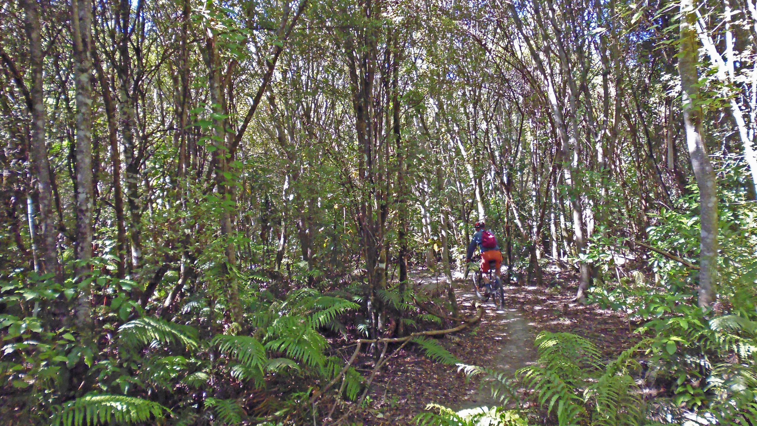 A person riding a mountain bike on a narrow trail surrounded by dense greenery and trees in a forested area. The scene features lush ferns and sunlight filtering through the leaves, highlighting the natural beauty of the environment. Great Lake Trails mountain bike trail.