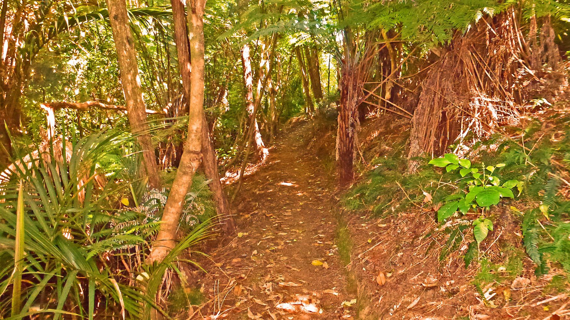 A narrow dirt path winding through a lush, green forest. Tall trees surround the trail, with dappled sunlight filtering through the leaves. The ground is covered in leaves and small plants, creating a natural, serene atmosphere. Waiheke Island mountain bike trail.