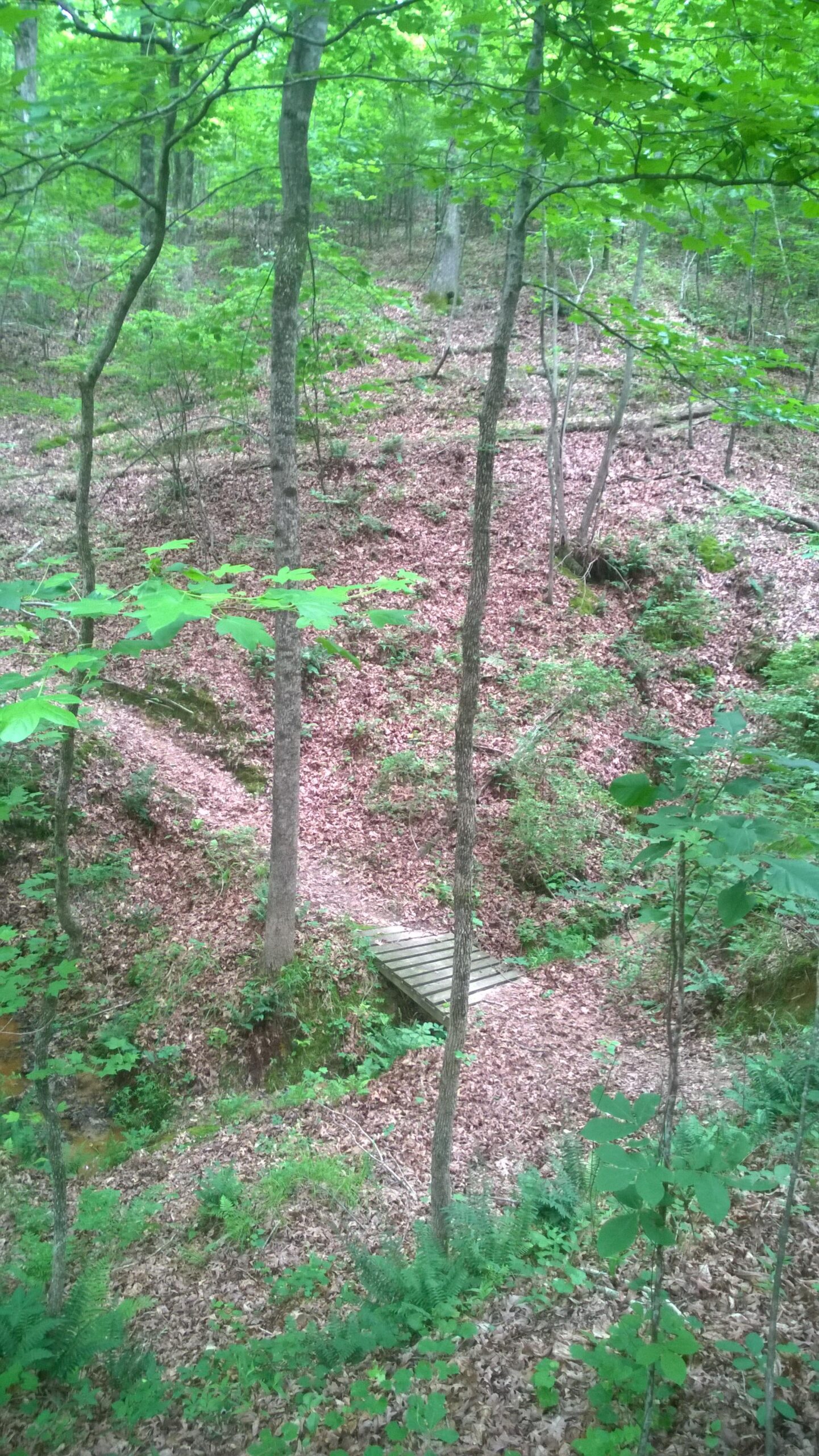 A serene forest scene featuring a small wooden bridge crossing a gentle ravine, surrounded by lush green foliage and a carpet of fallen leaves. Tall trees provide a natural canopy, with hints of underbrush and ferns adding to the tranquil woodland atmosphere. Clear Creek mountain bike trail.
