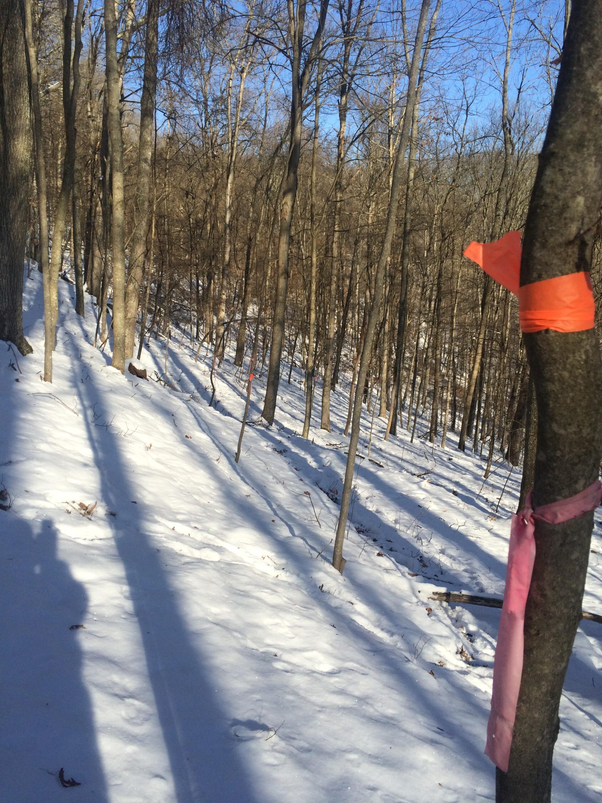 A winter forest scene featuring bare trees with snow covering the ground. Bright sunlight filters through the trees, creating shadows on the snow. Pink and orange tape are tied around some tree trunks, indicating paths or boundaries in the natural landscape. Mountwood mountain bike trail.