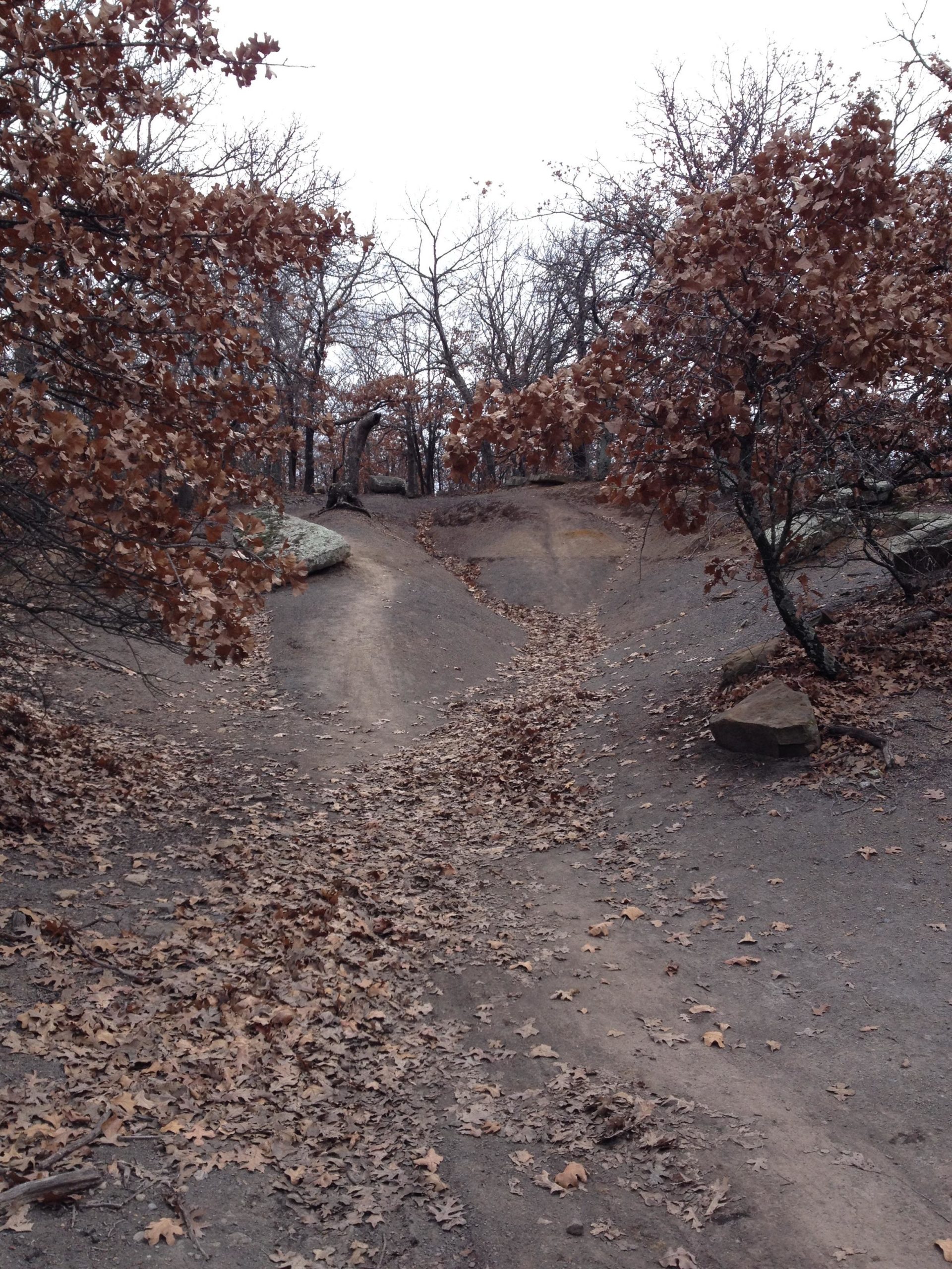 A forest path covered with fallen leaves, flanked by bare trees. The scene is set in an autumn landscape, with soft, earthy tones and a cloudy sky above. The path diverges in multiple directions, leading deeper into the wooded area. Turkey Mountain mountain bike trail.