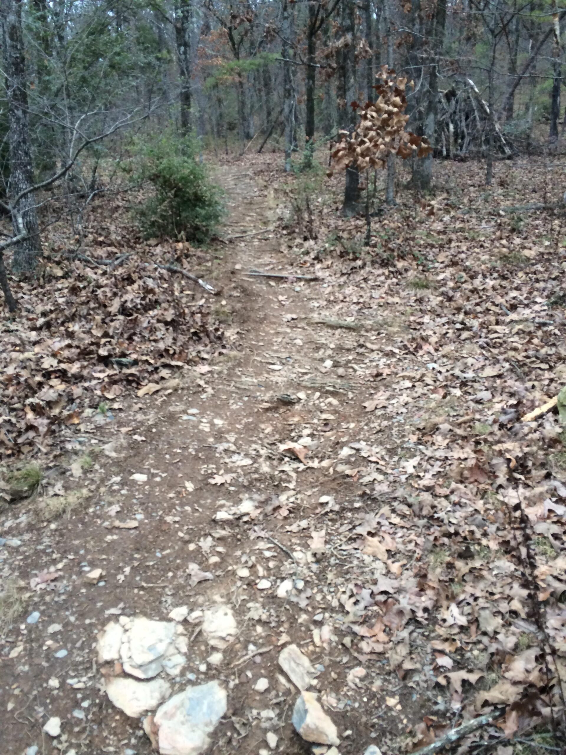 Narrow dirt trail winding through a wooded area, surrounded by trees and scattered autumn leaves. The path is slightly rocky, with a few larger stones visible along the surface. Allsopp Park mountain bike trail.