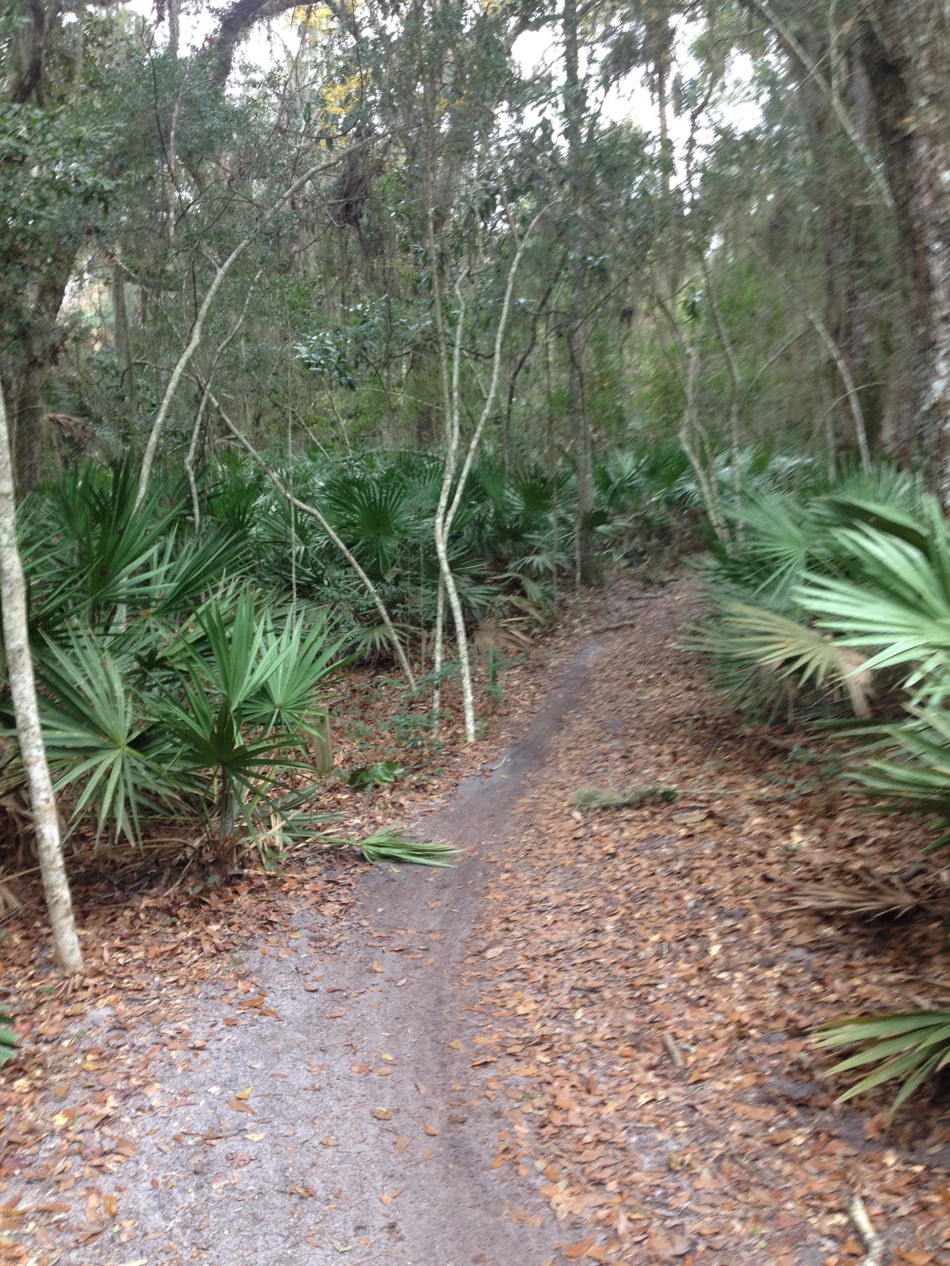 A winding dirt trail surrounded by lush greenery, including palm plants and trees, with a carpet of fallen leaves covering the ground. The scene captures a dense, natural woodland setting. Kathryn Abby Hanna Park mountain bike trail.