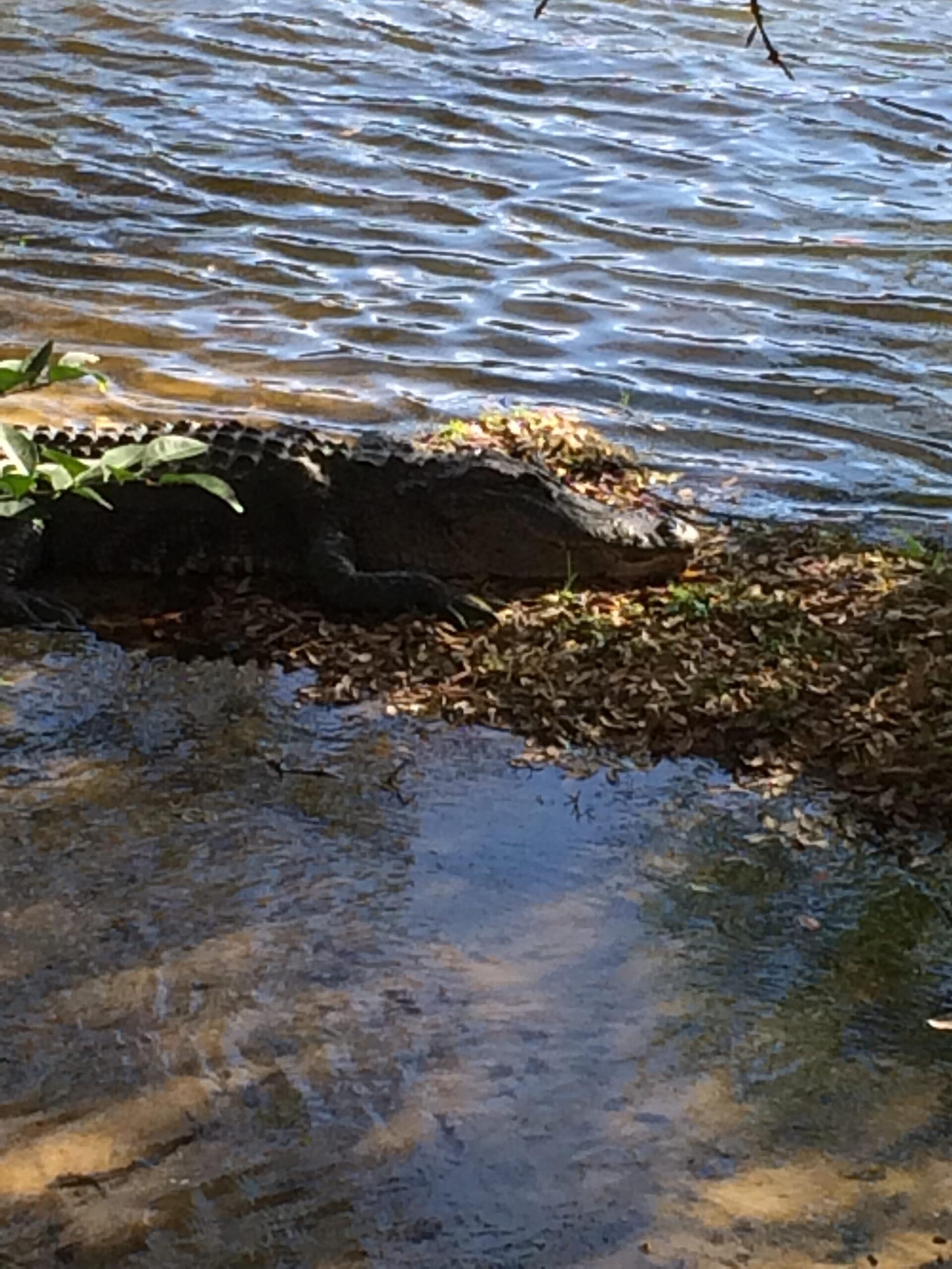 An alligator resting near the water's edge, partially submerged in a shallow area with rippling water, surrounded by leaves and vegetation. Balm Boyette Scrub Preserve mountain bike trail.