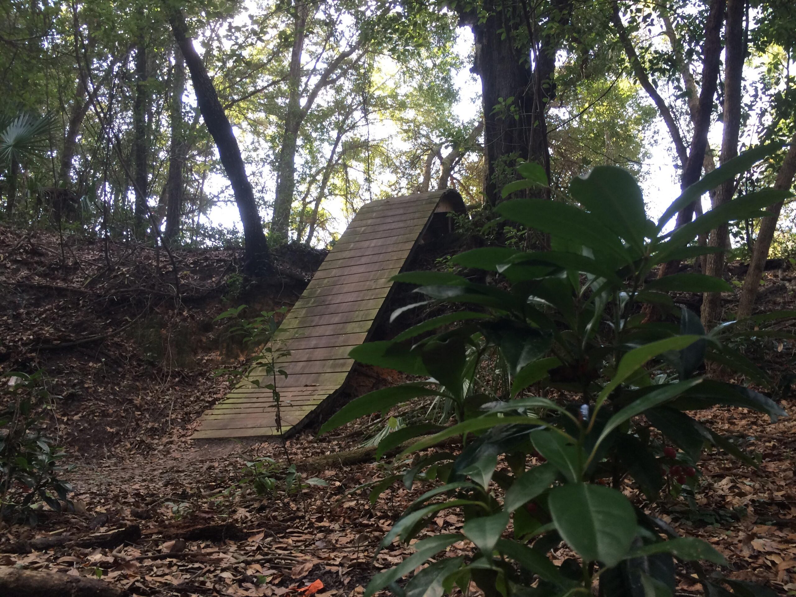 A wooden ramp structure surrounded by trees and foliage in a forested area, with a visible dirt path and fallen leaves on the ground. Mount Dora Trail mountain bike trail.