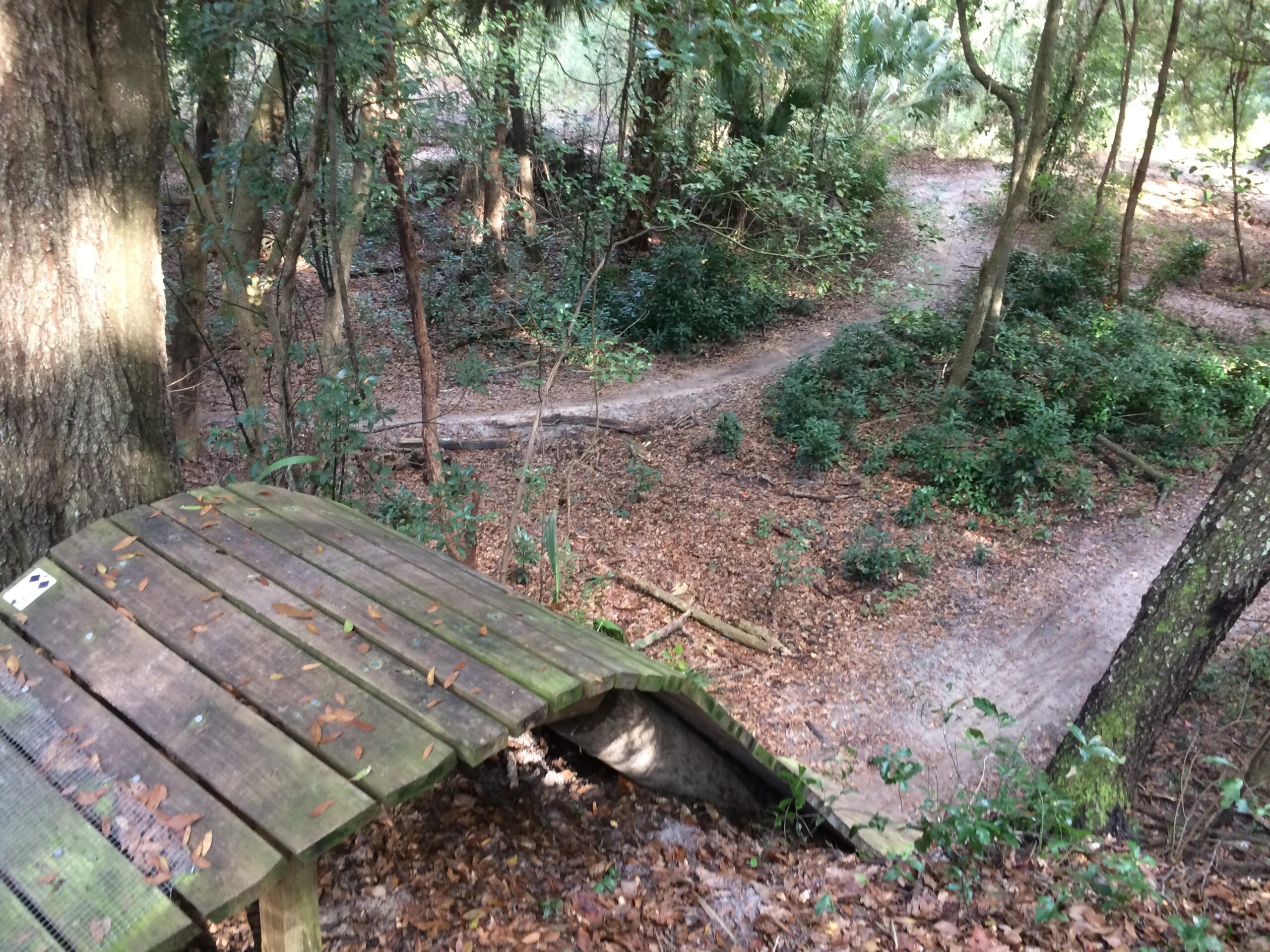 A wooden ramp leading down into a wooded area with a winding dirt path. Surrounding the ramp are trees and dense underbrush, with fallen leaves scattered on the ground. Sunlight filters through the foliage, creating a dappled light effect on the scene. Mount Dora Trail mountain bike trail.
