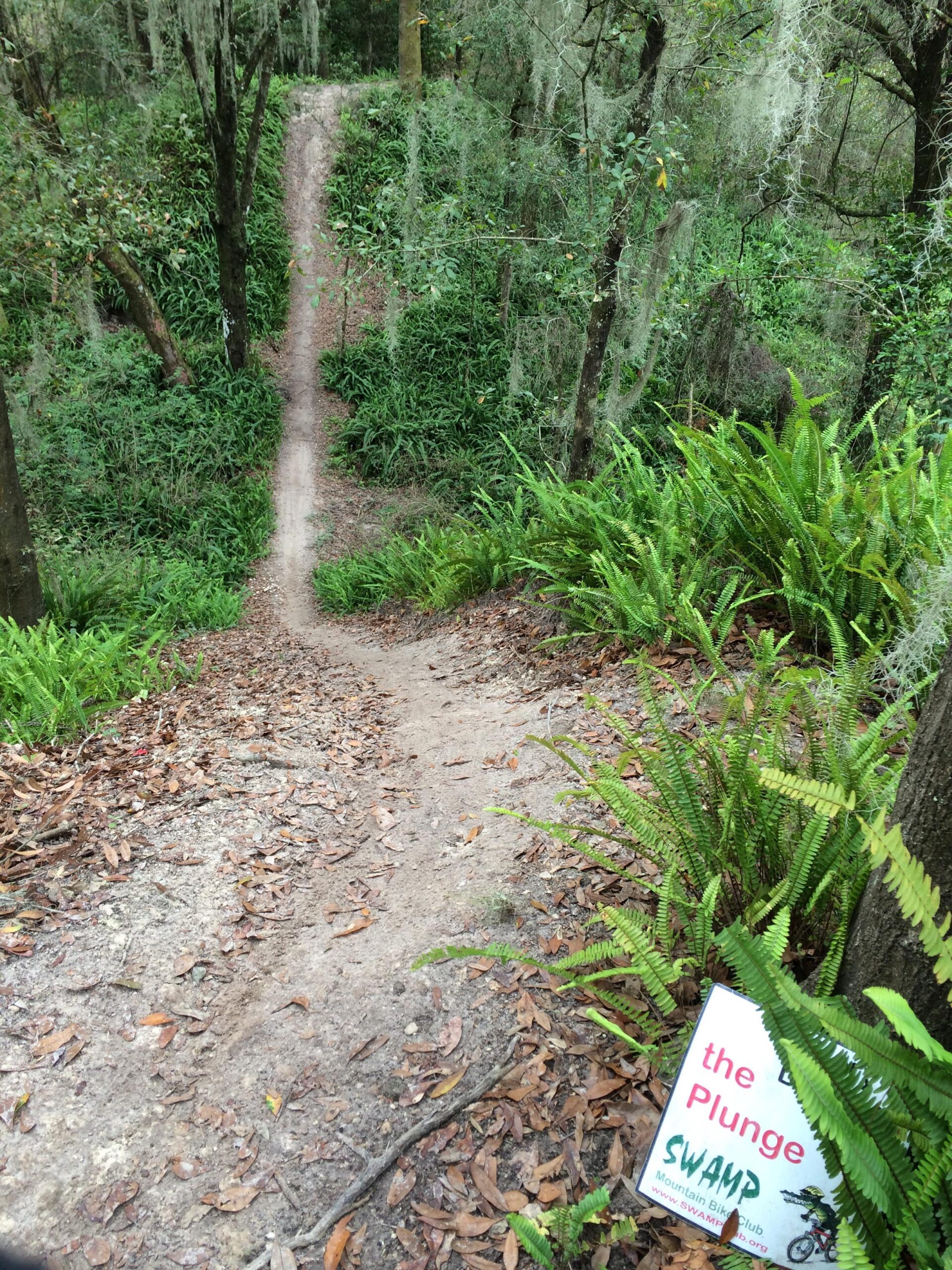 A dirt mountain bike trail, labeled "the Plunge," winds down a steep incline surrounded by lush green foliage and trees. Ferns and fallen leaves cover the ground, creating a natural pathway through the scenic forest. Balm Boyette Scrub Preserve mountain bike trail.