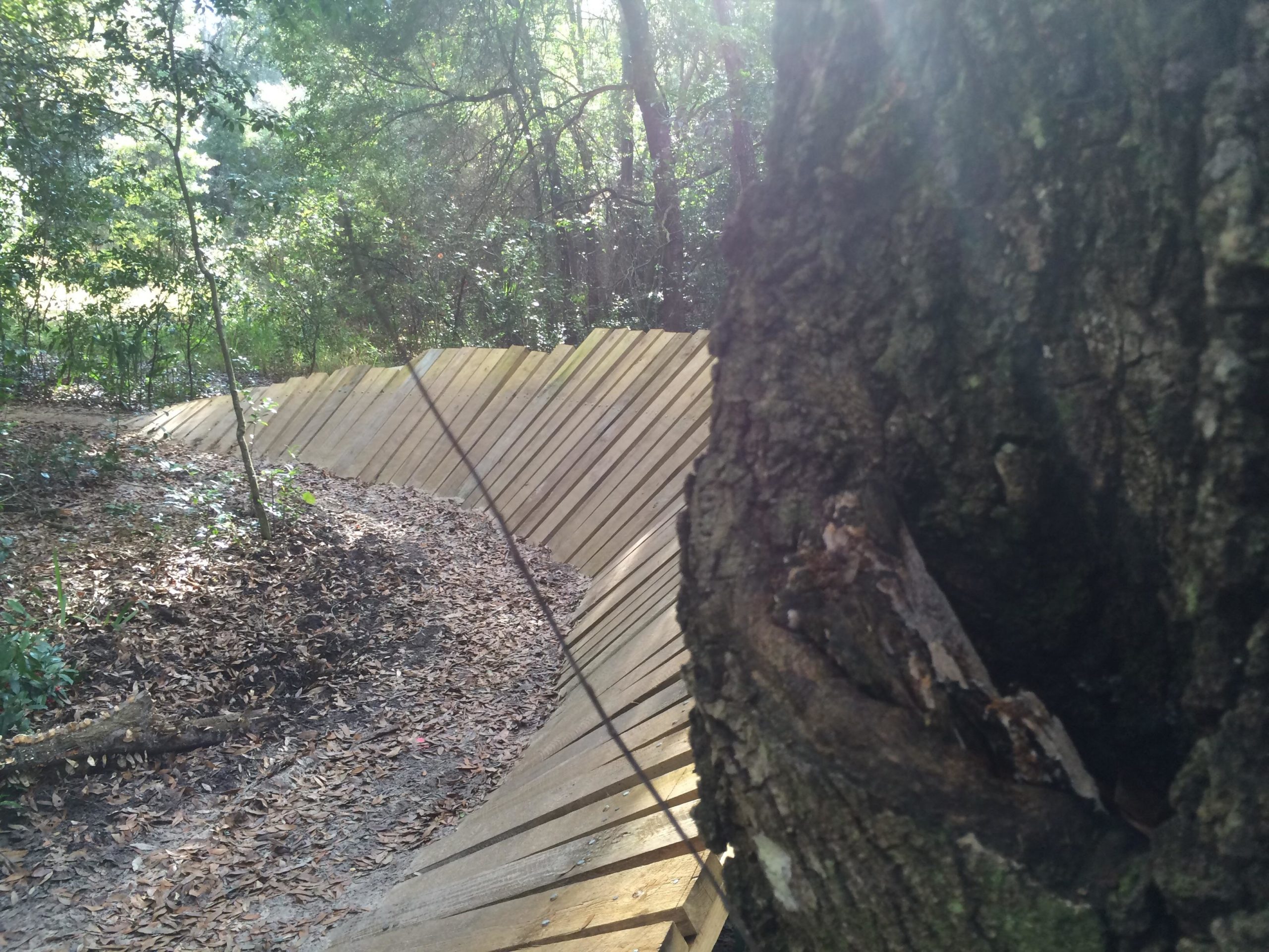 A wooded area with a wooden pathway curving through the foliage, showing wooden boards arranged in a zigzag pattern. The image captures a tree trunk on the right side, with sun rays filtering through the trees, illuminating the leaf-covered ground. Mount Dora Trail mountain bike trail.