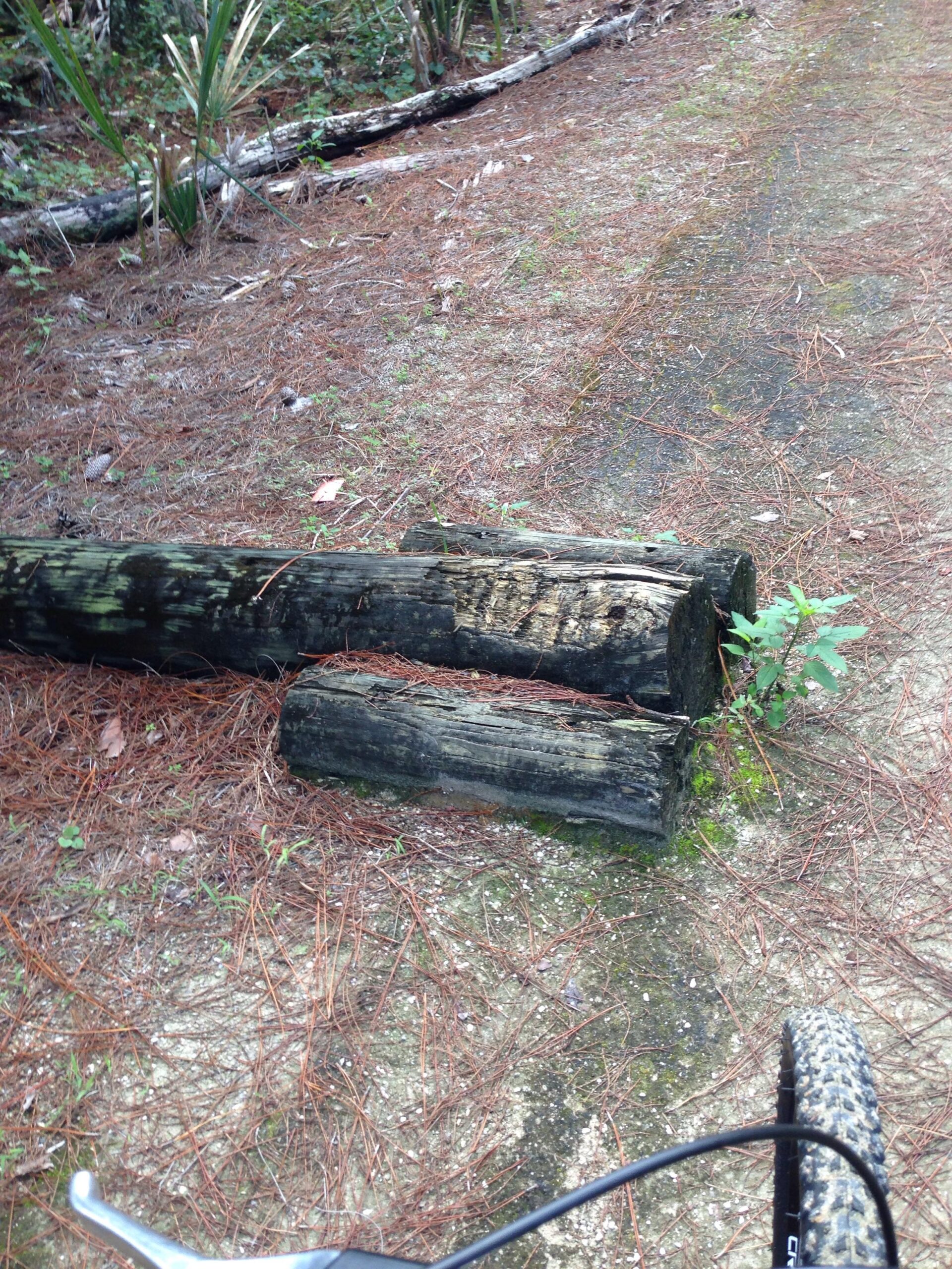 A close-up view of a dirt path in a wooded area, featuring several weathered wooden logs lying on the ground. Surrounding the logs are pine needles and small patches of green foliage, with bike handlebars partially visible in the foreground. The setting appears natural and tranquil. Preservation Park mountain bike trail.