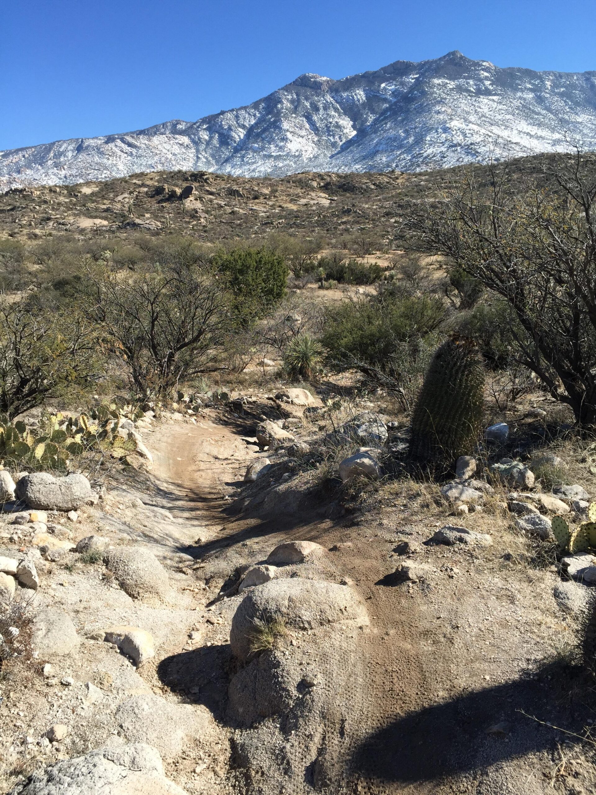 A rugged dirt path leads through a desert landscape, flanked by rocky terrain and sparse vegetation, with a mountainous backdrop featuring snow-capped peaks under a clear blue sky. Cacti and bushes dot the foreground, highlighting the natural beauty of the arid environment. 50-year Trail / Golder Ranch mountain bike trail.