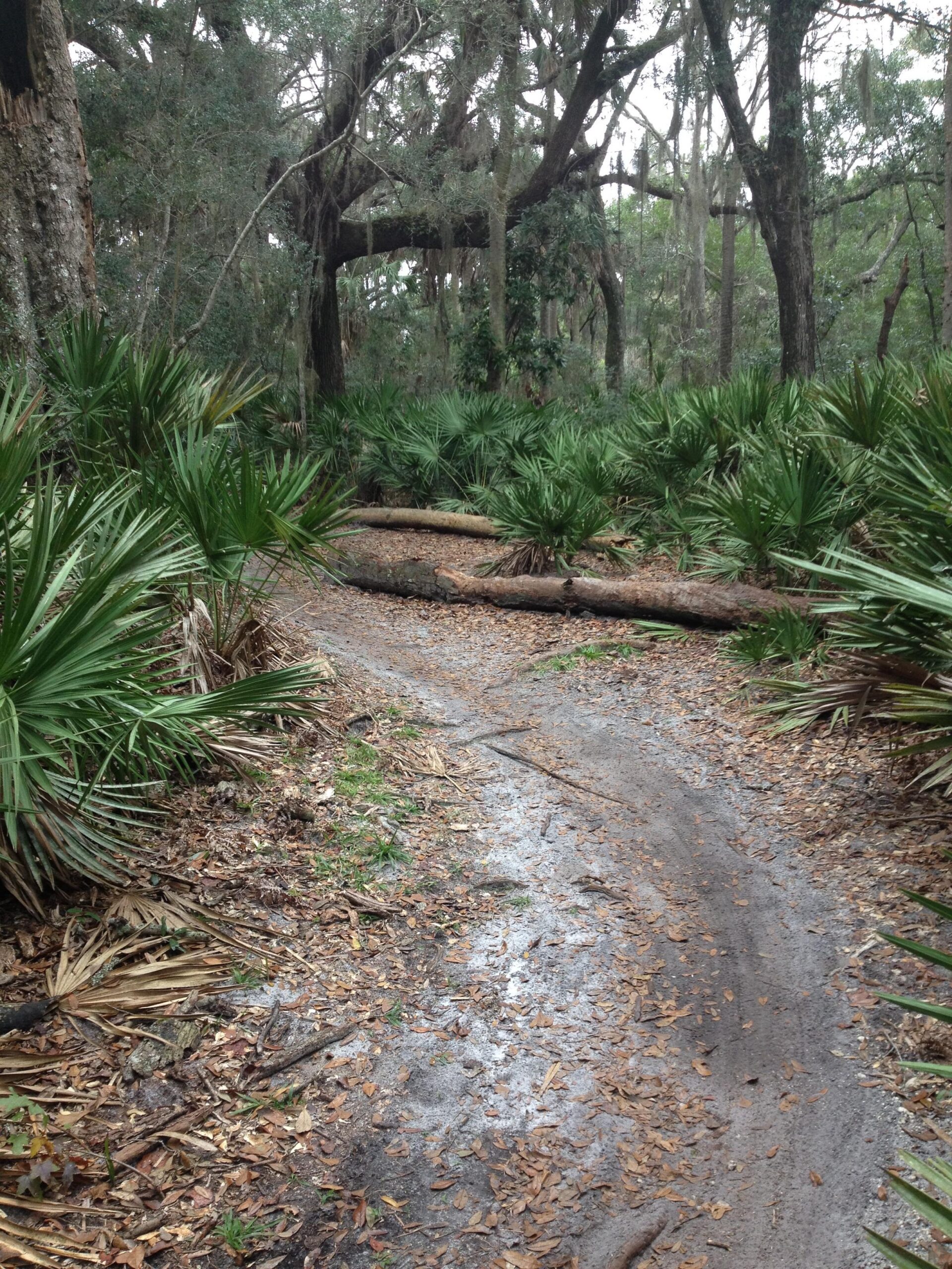 A winding dirt path through a lush, wooded area, lined with palm leaves and scattered fallen leaves. Tall trees with Spanish moss create a shaded canopy overhead, while fallen logs are visible along the trail. The scene conveys a peaceful, natural environment. Kathryn Abby Hanna Park mountain bike trail.