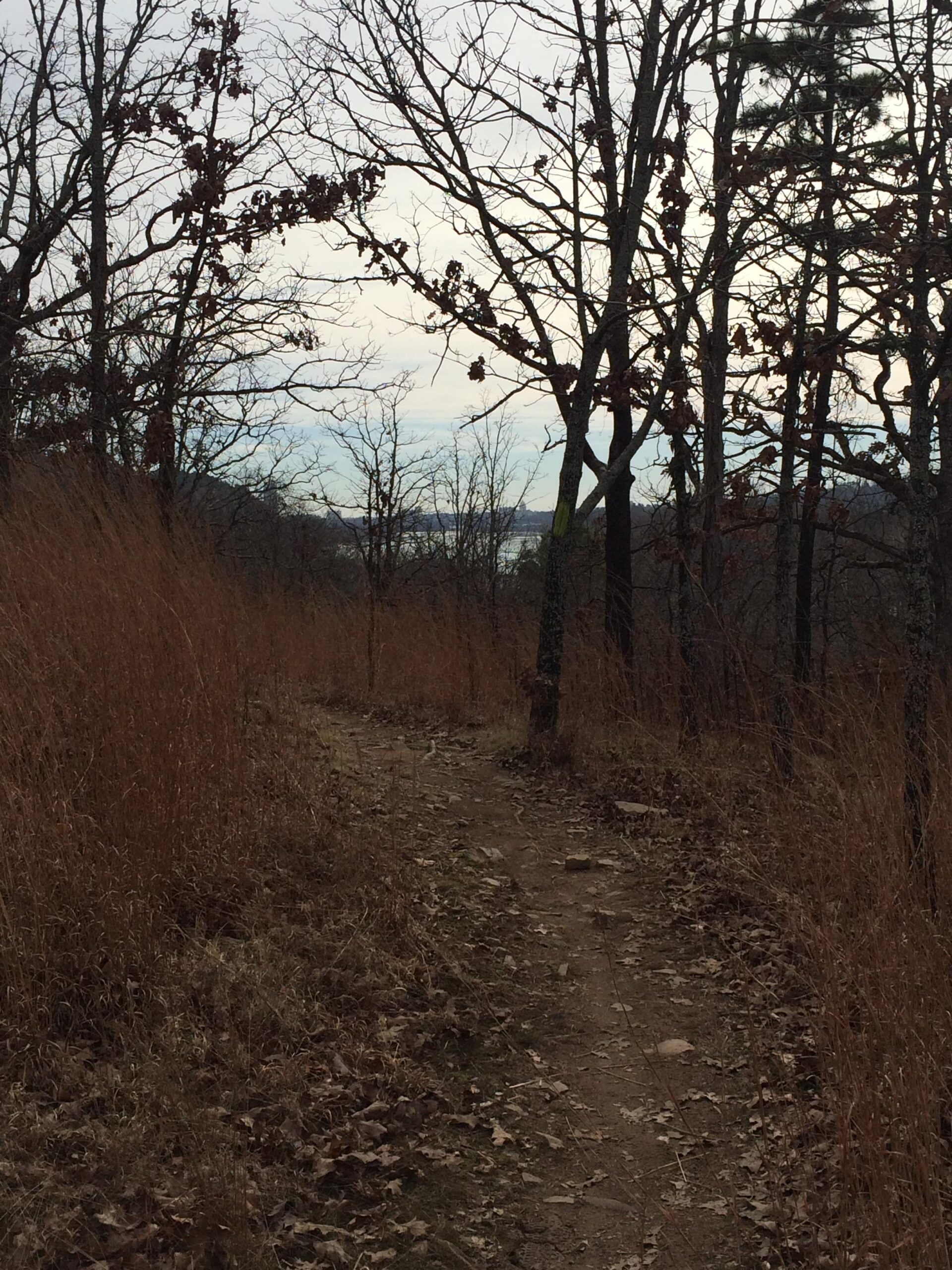 A winding dirt trail leads through a forest with bare trees and tall, dry grass. The scene is set in a tranquil, natural environment with a distant view of water under an overcast sky. Burns Park mountain bike trail.