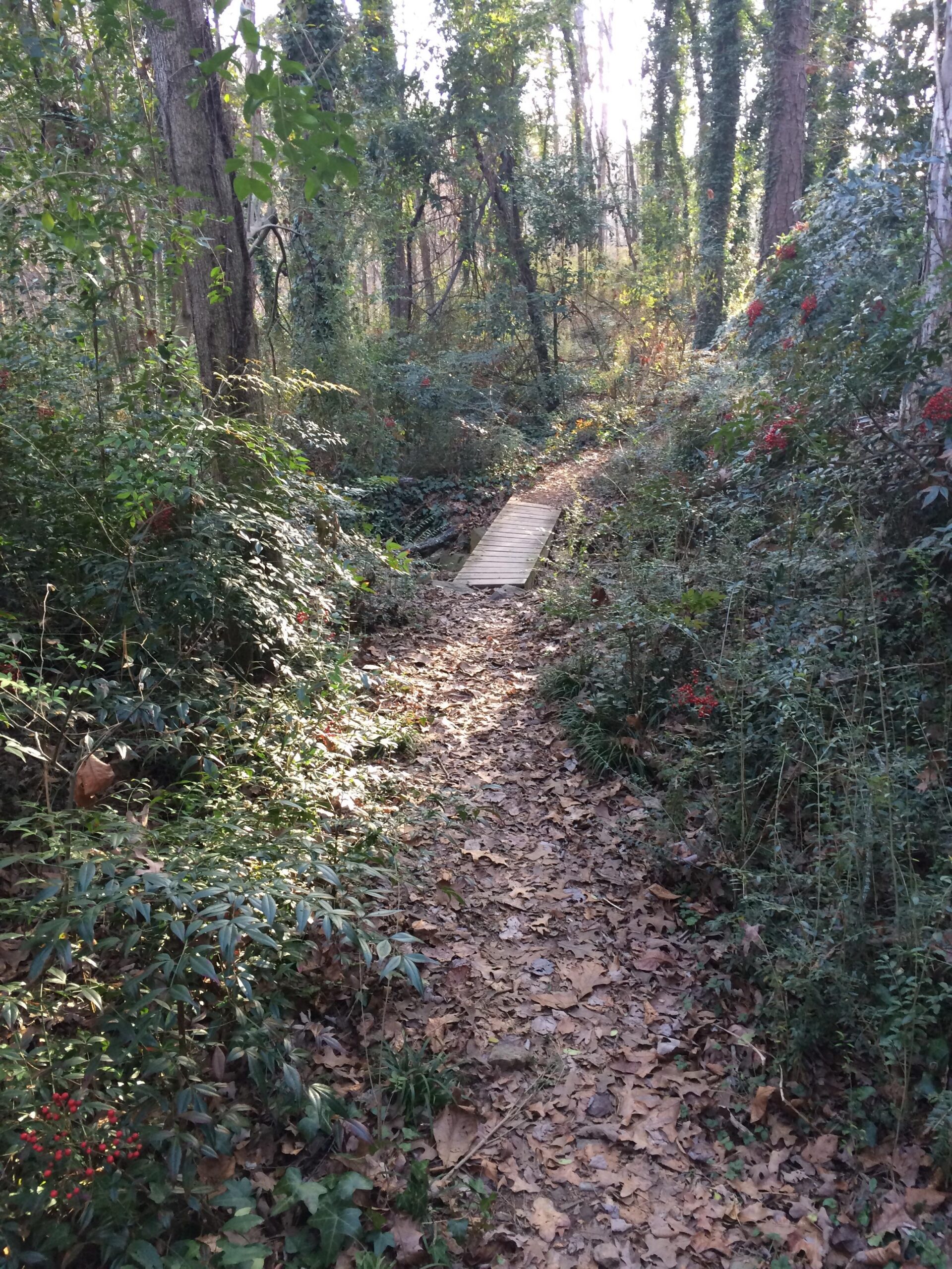 A narrow dirt path winding through a forested area, lined with green bushes and trees. A small wooden bridge crosses over a low area on the path, which is covered with fallen leaves. Sunlight filters through the trees, creating a serene and natural atmosphere. Allsopp Park mountain bike trail.
