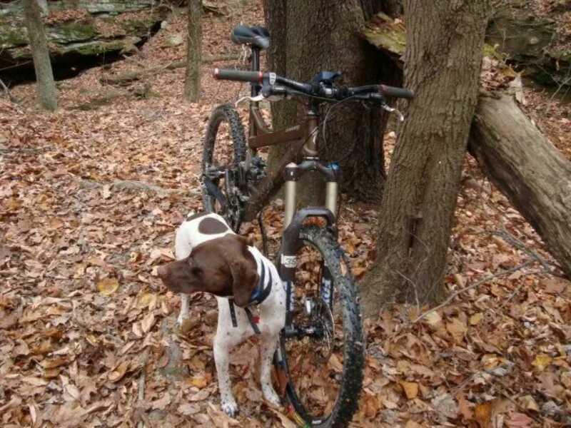A mountain bike resting next to a tree in a forest, surrounded by fallen leaves, with a brown and white dog standing beside it. West Branch mountain bike trail.