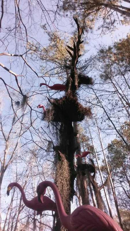 A whimsical scene featuring pink flamingos perched on a tall, moss-covered tree in a wooded area. The image captures the birds in various positions among the branches, with the sky visible in the background. Chewacla State Park mountain bike trail.