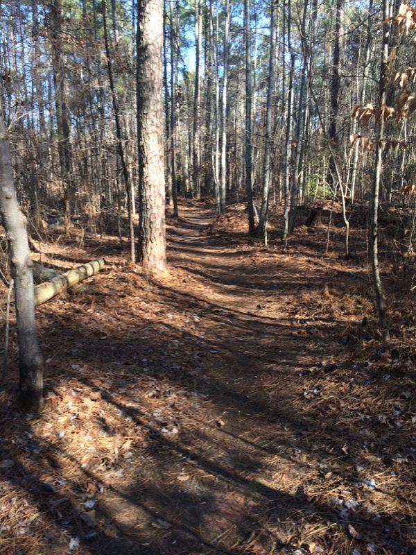 A winding dirt path through a wooded area, surrounded by tall trees and scattered pine needles on the ground. The sunlight filters through the branches, casting gentle shadows on the trail. Itusi @ Lake Norman State Park mountain bike trail.