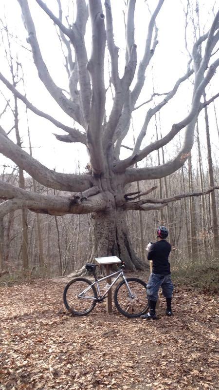 A cyclist stands in front of a large, towering tree with a broad trunk and numerous branches extending outward. The tree is surrounded by a forested area with bare trees in the background, and fallen leaves cover the ground. A mountain bike is parked nearby. Susquehanna mountain bike trail.