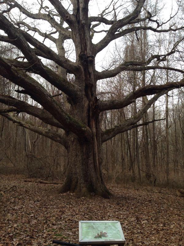 A large, sprawling tree with extensive branches in a woodland setting. The tree's bark is textured and rugged, and it stands in an area with fallen leaves. In the foreground, there is an informational sign resting on the ground, partially visible, with text and images related to the tree or its environment. The background features bare trees and a subdued, overcast sky. Susquehanna mountain bike trail.