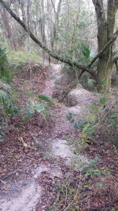 A winding dirt path through a forested area, surrounded by lush green foliage and trees. The ground is covered in leaves and twigs, with some visible sandy patches. A large rock is partially obscured by grass on the side of the path, and hints of orange material can be seen in the background among the trees. Sydney Dover Trails mountain bike trail.