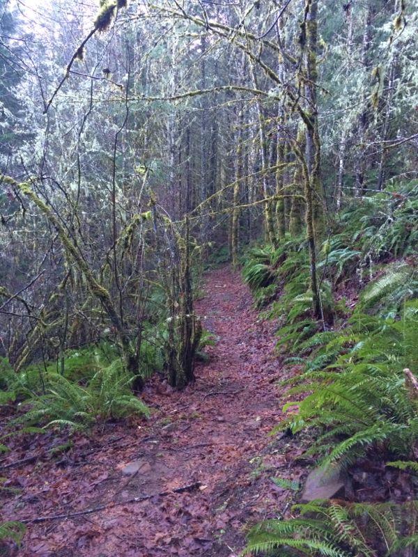 A narrow, winding dirt path through a lush, green forest, surrounded by tall trees and ferns. The scene is misty, creating a serene and tranquil atmosphere. Branches with moss hang overhead, enhancing the natural feel of the environment. Molalla River Recreation Corridor mountain bike trail.