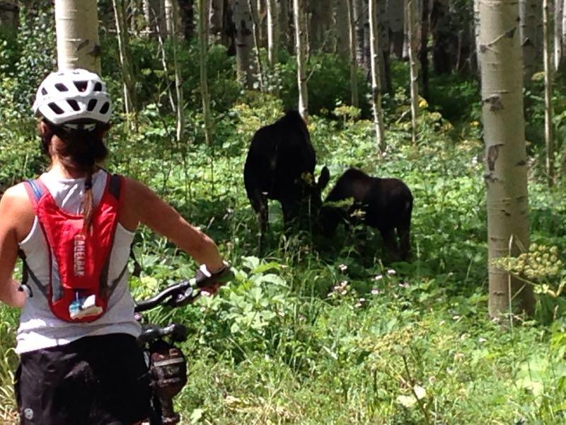 A person on a mountain bike, wearing a helmet and a red hydration pack, is watching two moose in a lush, green forest with aspen trees. The adult moose is standing while a calf is feeding on the vegetation. Sunlight filters through the trees, creating a serene outdoor scene. Vail Mountain Bike Park mountain bike trail.