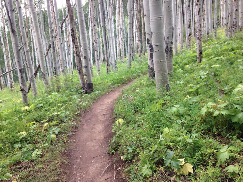 A winding dirt path through a lush green forest of tall aspen trees, surrounded by ferns and underbrush. Vail Mountain Bike Park mountain bike trail.