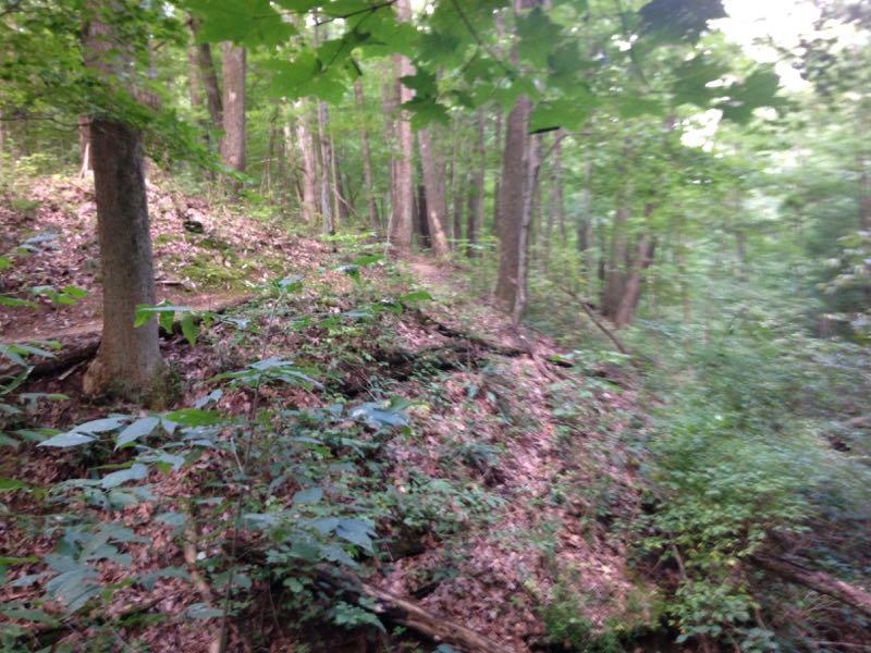 A dense, green forest scene with tall trees and a winding path. The ground is covered in leaves and underbrush, creating a lush, natural environment. Sunlight filters through the leaves, casting soft shadows on the forest floor. Brown County Park mountain bike trail.