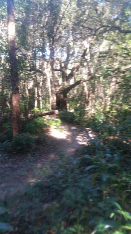 A serene forest path winding through dense greenery, with sunlight filtering through the leaves of tall trees. Mount Dora Trail mountain bike trail.