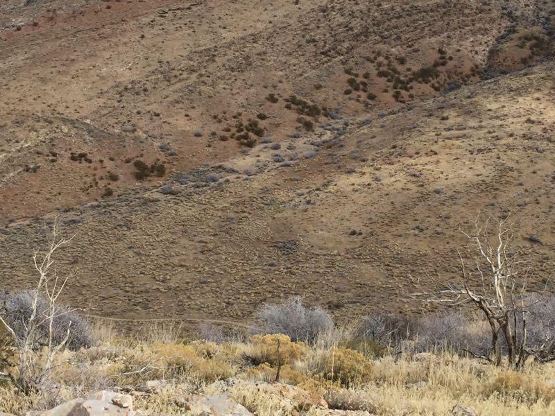 A dry, hilly landscape with sparse vegetation, featuring rocky terrain and dry grasses. The hills have a mix of browns and greens, indicating a rugged, arid environment. A few bare trees are visible in the foreground, adding to the natural scenery. Badger Pass Loop mountain bike trail.