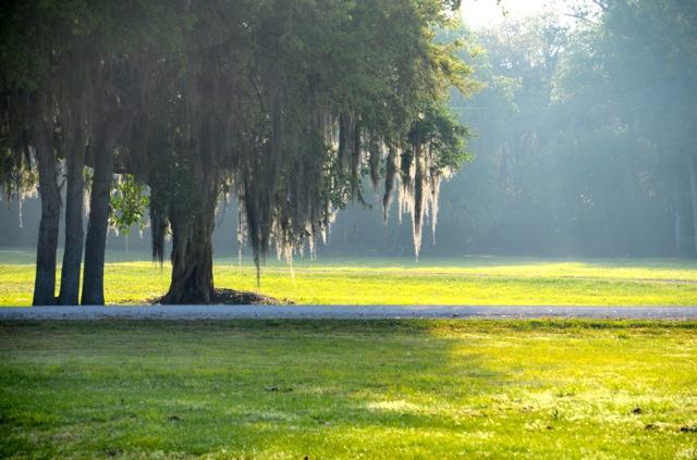 A serene landscape featuring a large tree draped with Spanish moss, set against a misty morning backdrop. The grassy field is illuminated by soft sunlight, creating a tranquil atmosphere. A gravel path runs along the bottom, enhancing the peaceful scene. Pepper Ranch Preserve Trails mountain bike trail.