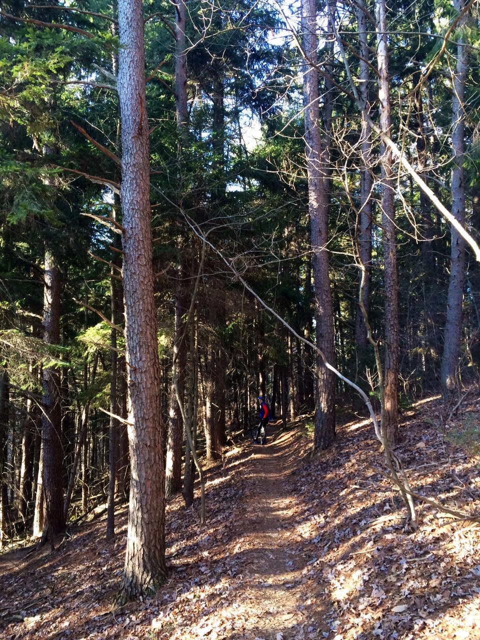 A narrow dirt path winds through a dense forest of tall pine trees, with patches of sunlight filtering through the leaves. The ground is covered in a mix of fallen leaves and dirt. In the distance, a person is visible, appearing to pause along the trail near their bicycle. Swatara State Park mountain bike trail.