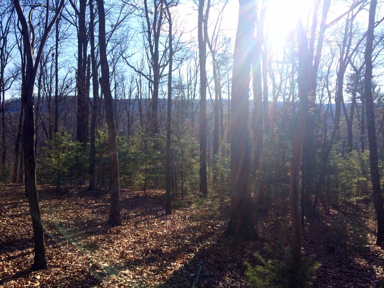 A sunlit forest scene with tall, bare trees and patches of evergreen shrubs in the foreground. The ground is covered with dry leaves, and sunlight streams through the branches, casting soft shadows. In the distance, rolling hills are visible under a clear blue sky. Swatara State Park mountain bike trail.