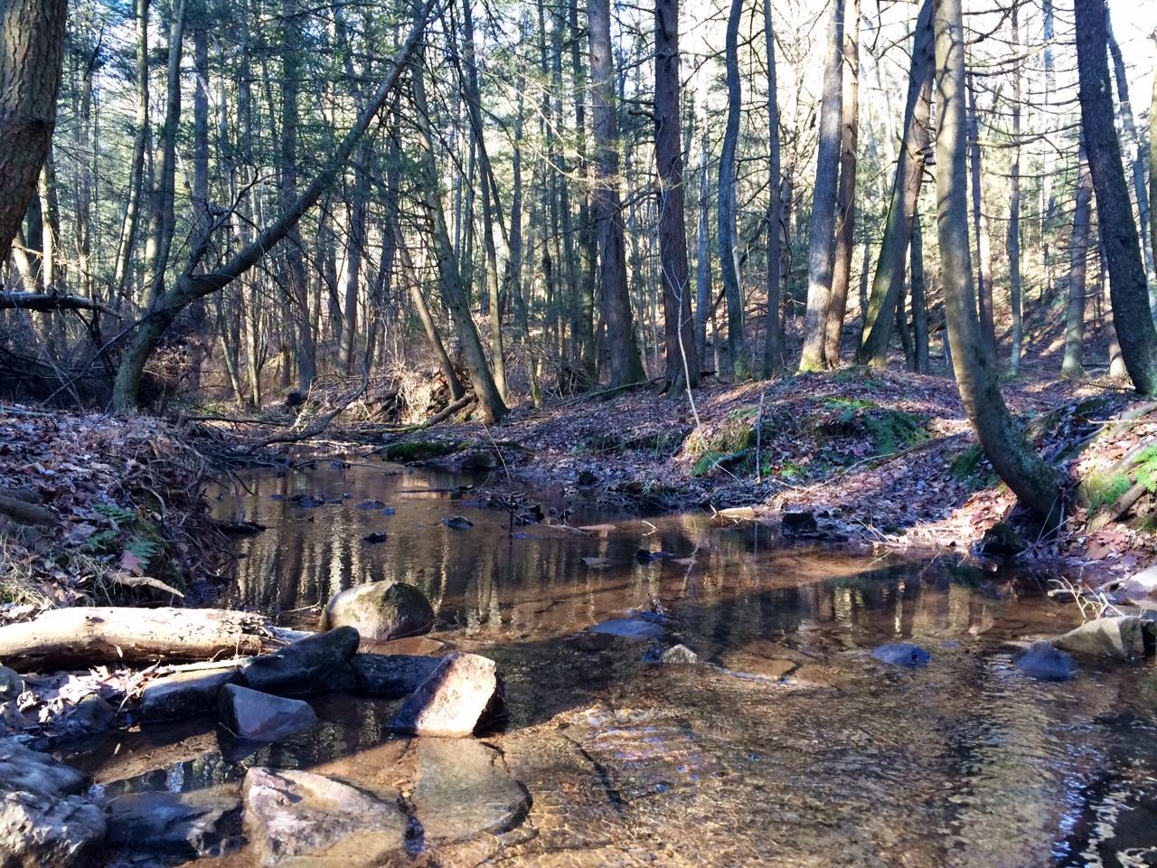 A serene woodland scene featuring a shallow, winding creek. The water reflects the sunlight and is bordered by smooth stones and fallen branches. Tall trees with green foliage rise along the banks, creating a tranquil atmosphere in the forest. Leaf-covered ground adds to the natural setting. Swatara State Park mountain bike trail.