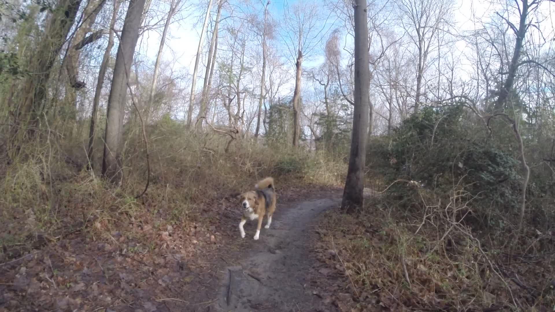 A dog walking along a forest trail surrounded by trees and underbrush on a sunny day with a blue sky. Hartshorne Woods Park mountain bike trail.